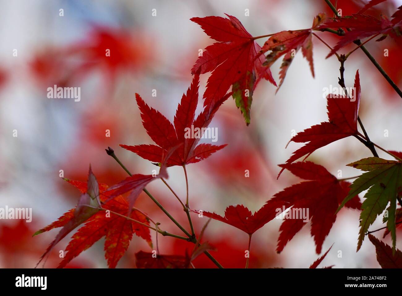 Les arbres à feuilles rouges en automne dans la nature Banque D'Images