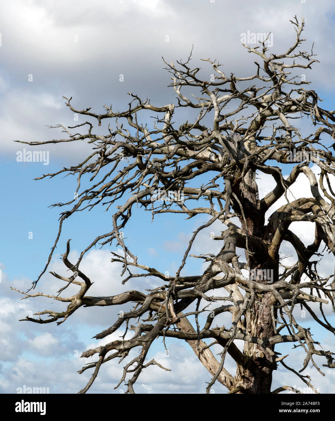 Arbre mort, Banque D'Images