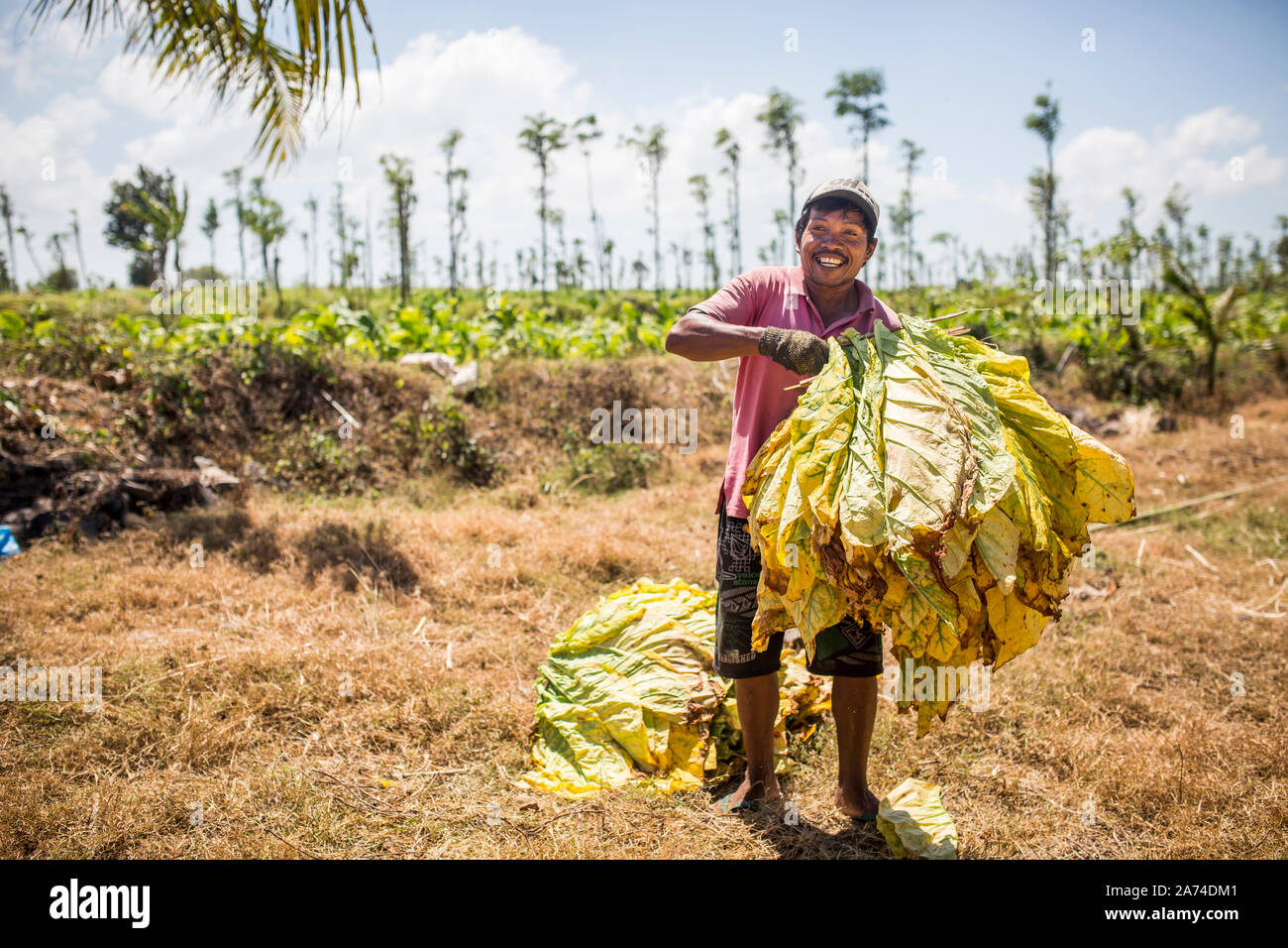 L'île de Lombok, Indonésie - le 23 août 2017 : les personnes travaillant sur la ferme du tabac sur l'île de Lombok, en Indonésie. Banque D'Images