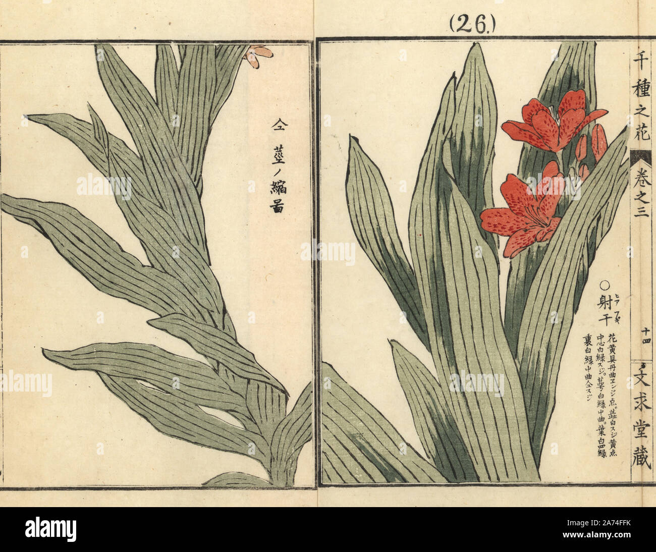 Hiafugi ou leopard fleur, Iris domestica (Belamcanda chinensis). Gravure sur bois coloriée par Kono Bairei Senshu de no Hana (mille variétés de fleurs), Bunkyudo, Kyoto, 1889. Banque D'Images