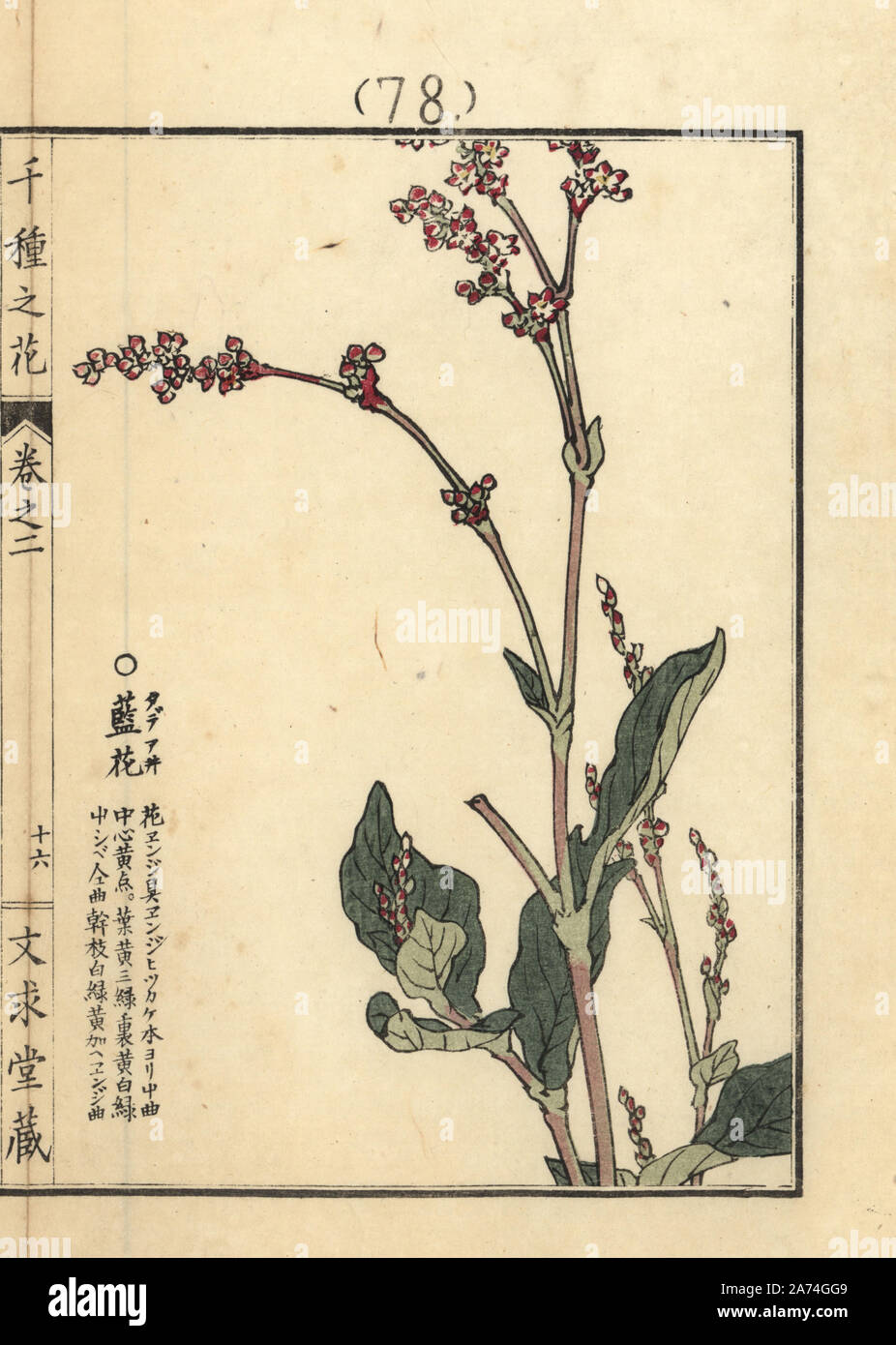 Tadeai ou Dyer's renouée, Persicaria tinctoria. Gravure sur bois coloriée par Kono Bairei Senshu de no Hana (mille variétés de fleurs), Bunkyudo, Kyoto, 1900. Banque D'Images