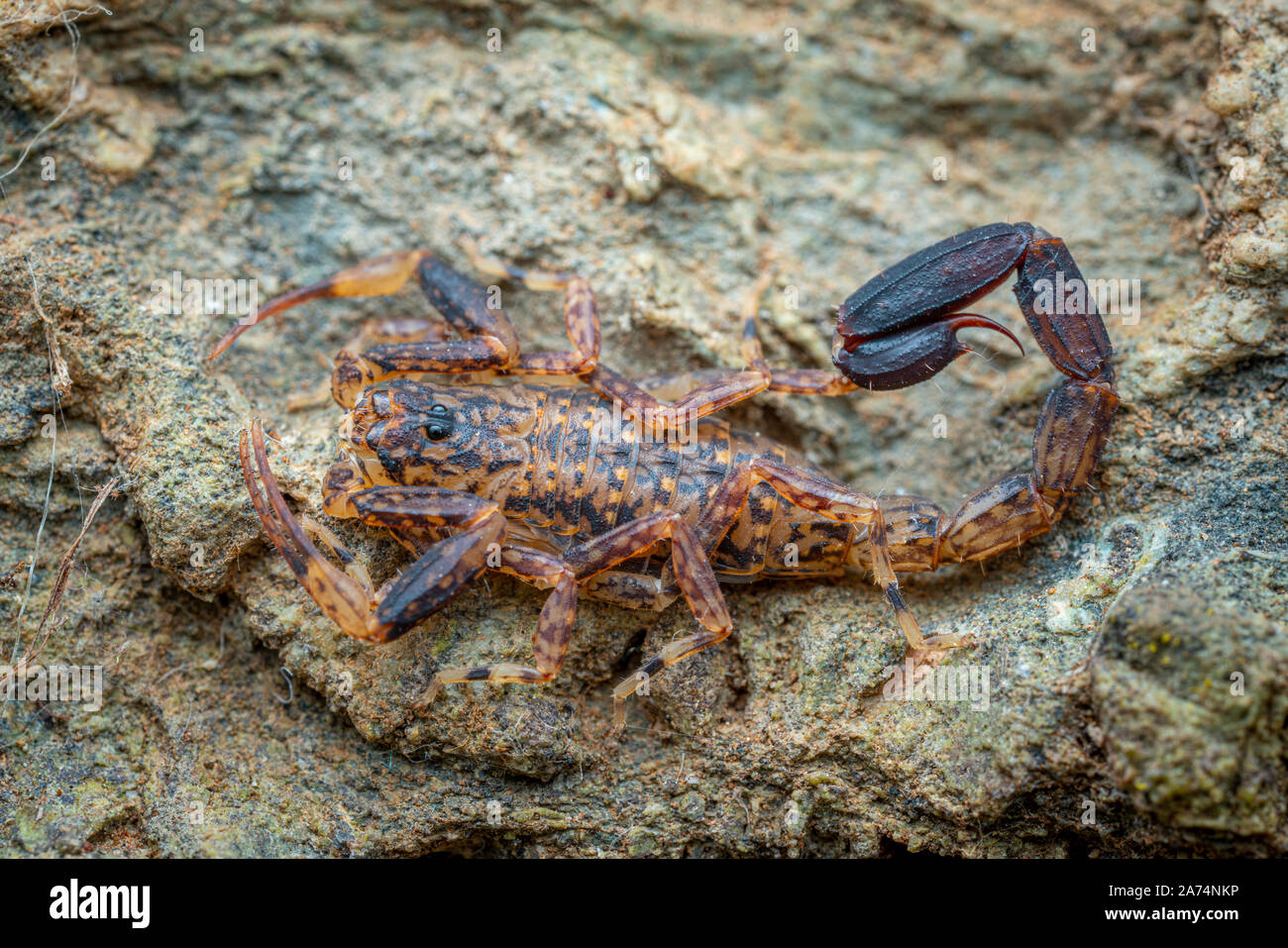 Marbré de scorpion, Lychas variatus, chasse sur un rocher dans la forêt tropicale de Daintree, Queensland, Australie Banque D'Images