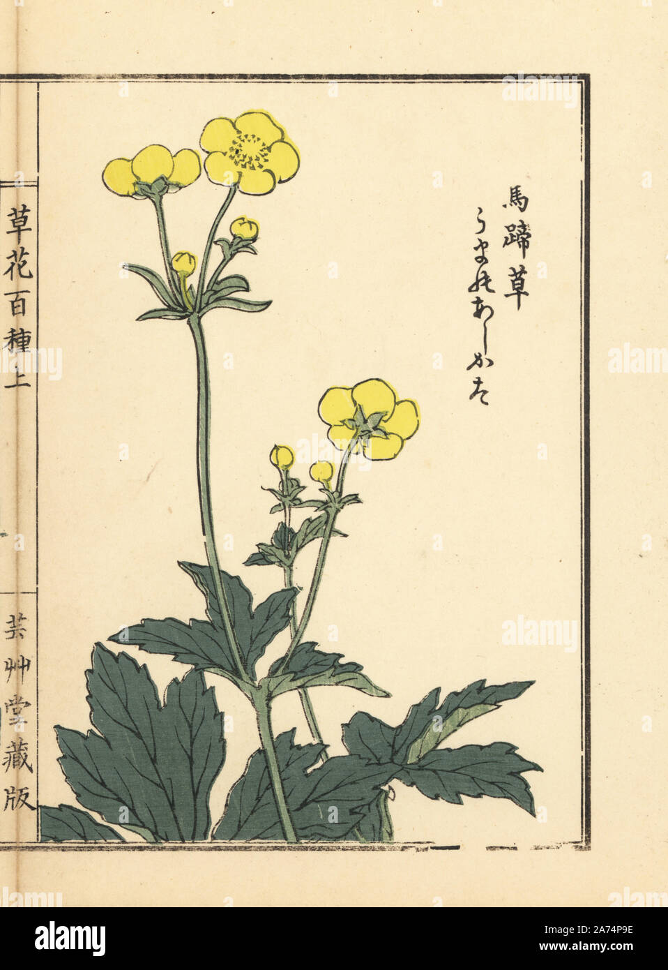 Umano ashigata ou Ranunculus japonicus. Gravure sur bois coloriée par Kono Bairei Bana Hyakushu de Kusa (une centaine de variétés de fleurs), Tokyo, Yamada, 1901. Banque D'Images
