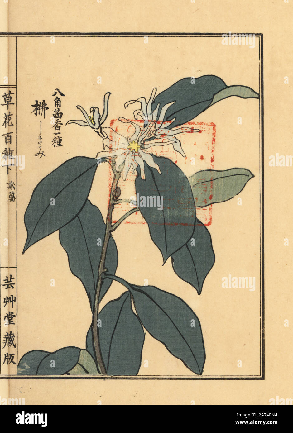 Japonaise Shikimi ou anis étoilé, Illicium anisatum. Gravure sur bois coloriée par Kono Bairei Bana Hyakushu de Kusa (une centaine de variétés de fleurs), Tokyo, Yamada, 1901. Banque D'Images