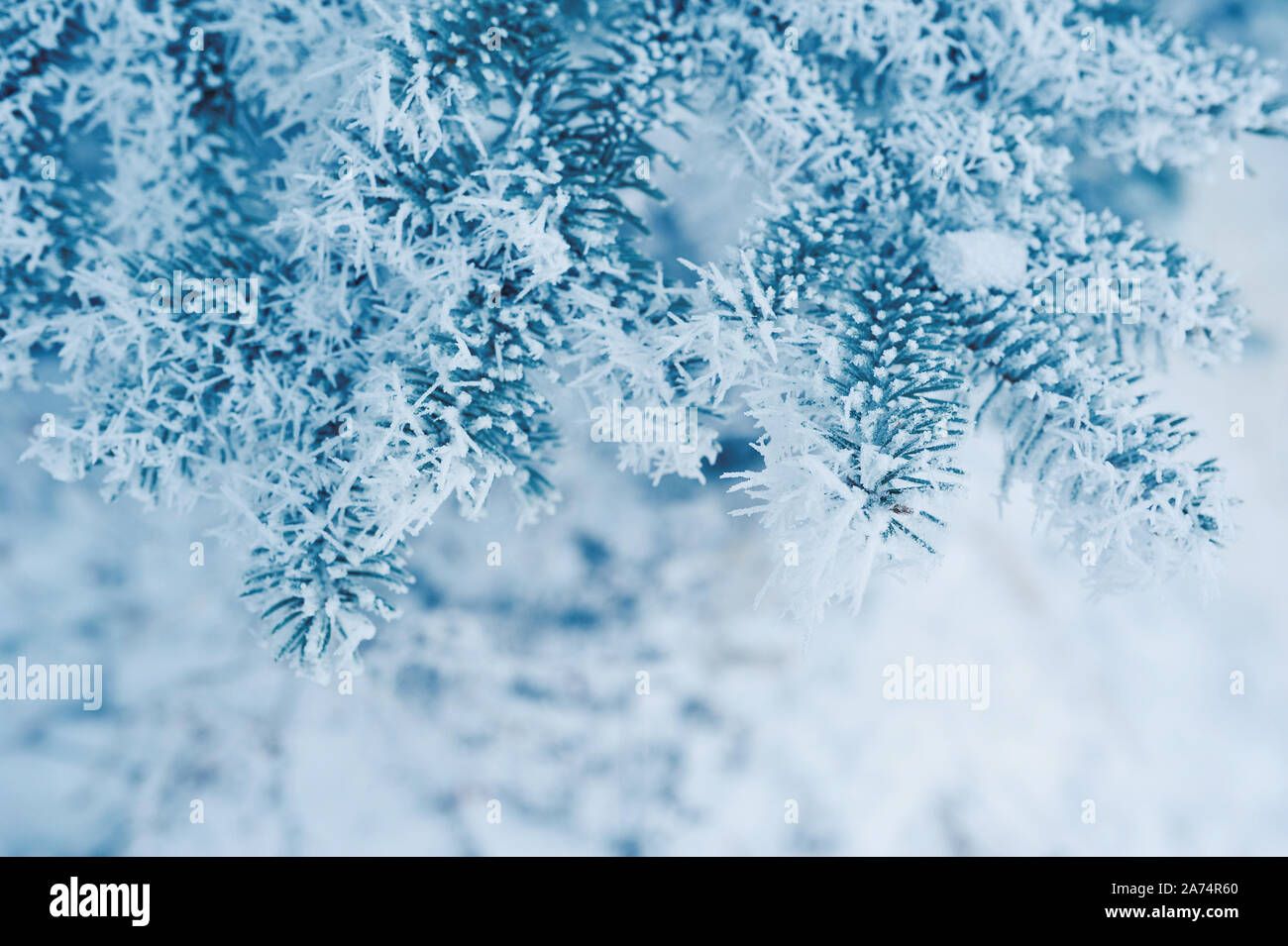Arrière-plan avec la direction générale de pins couverts de neige. Carte de vœux de Noël avec place pour votre texte Banque D'Images