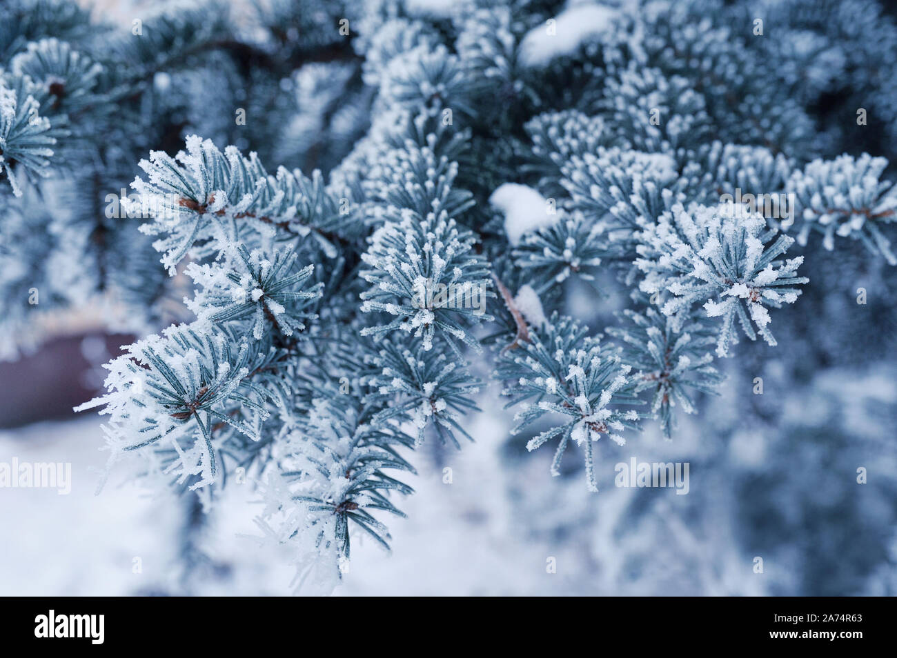 Arrière-plan avec la direction générale de pins couverts de neige. Carte de vœux de Noël avec place pour votre texte Banque D'Images