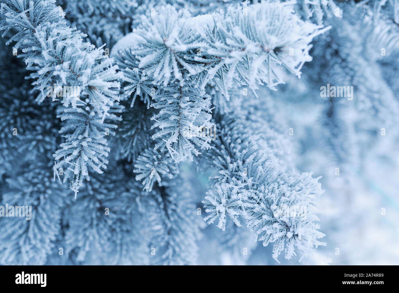 Arrière-plan avec la direction générale de pins couverts de neige. Carte de vœux de Noël avec place pour votre texte Banque D'Images