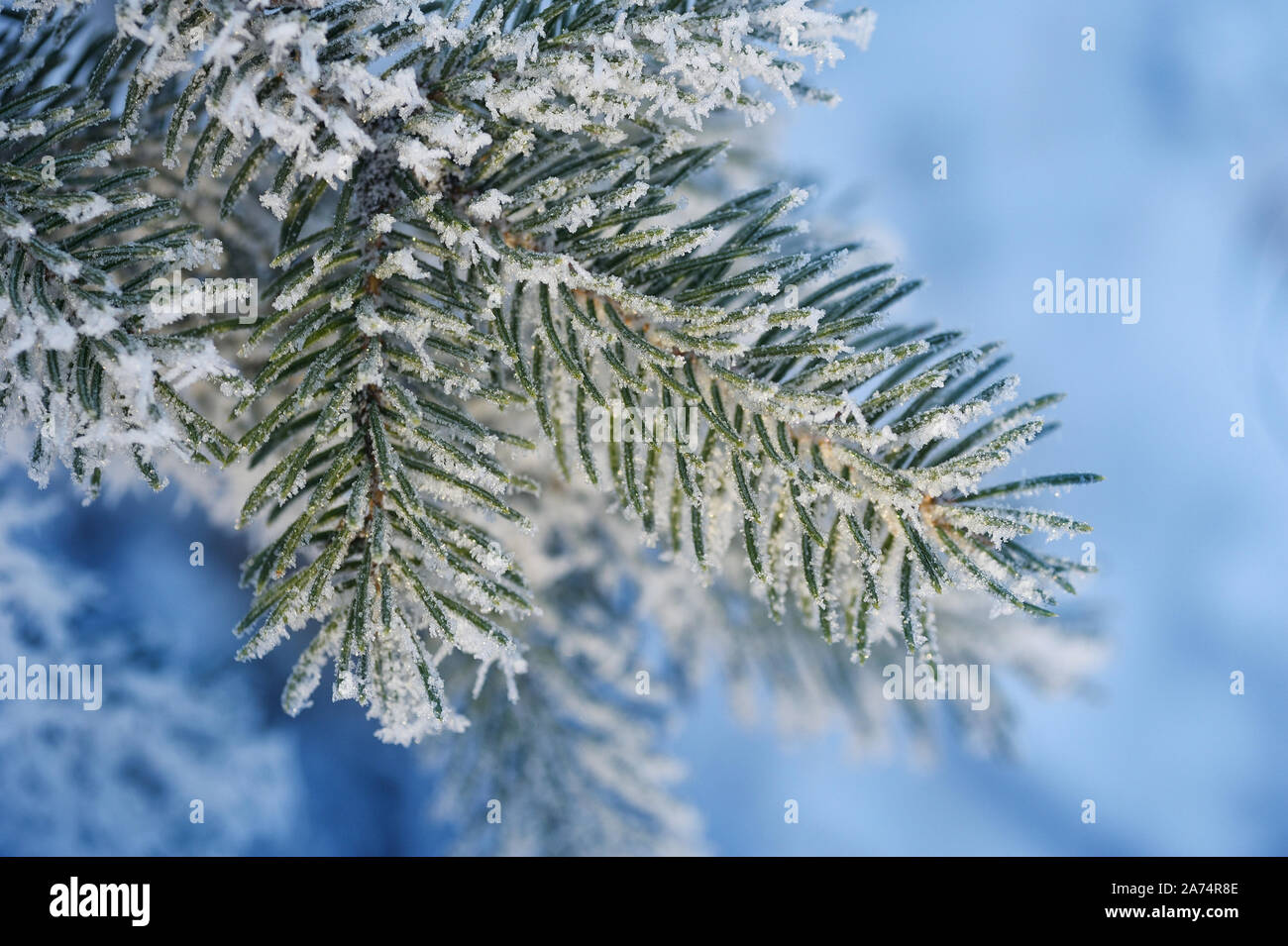 Arrière-plan avec la direction générale de pins couverts de neige. Carte de vœux de Noël avec place pour votre texte Banque D'Images