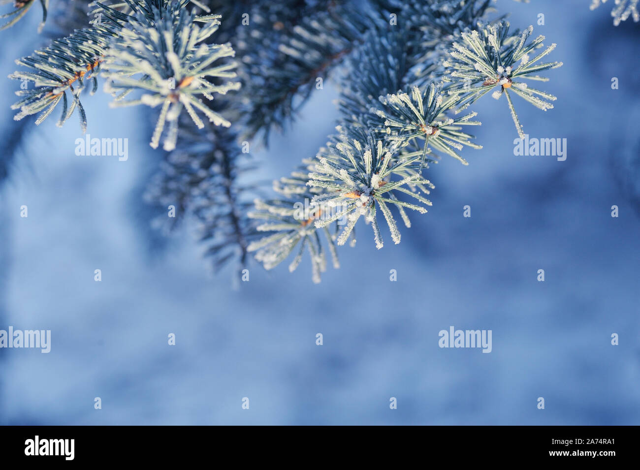 Arrière-plan avec la direction générale de pins couverts de neige. Carte de vœux de Noël avec place pour votre texte Banque D'Images