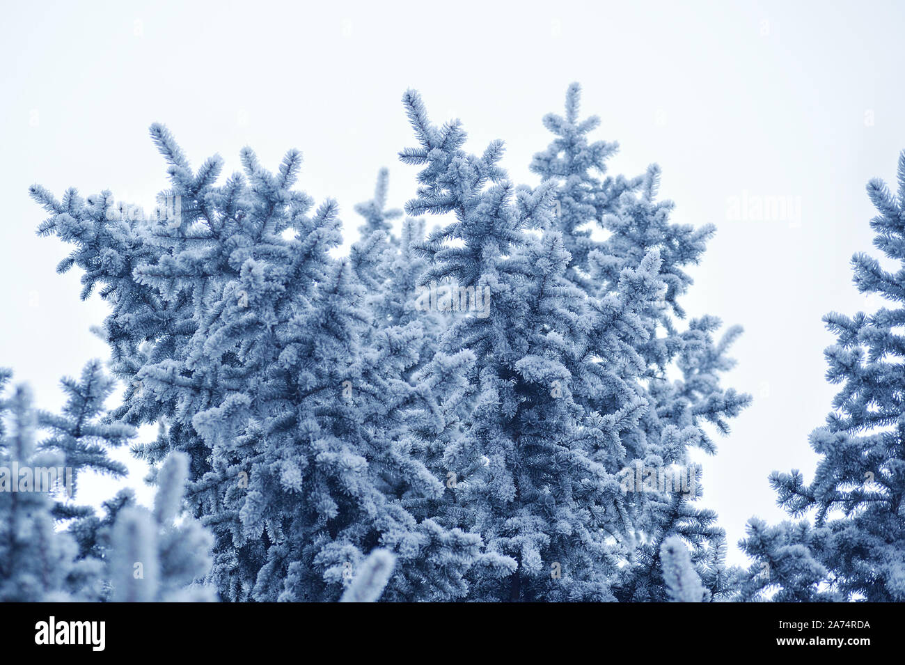 Arrière-plan avec la direction générale de pins couverts de neige sur fond blanc. Carte de vœux de Noël avec place pour votre texte Banque D'Images
