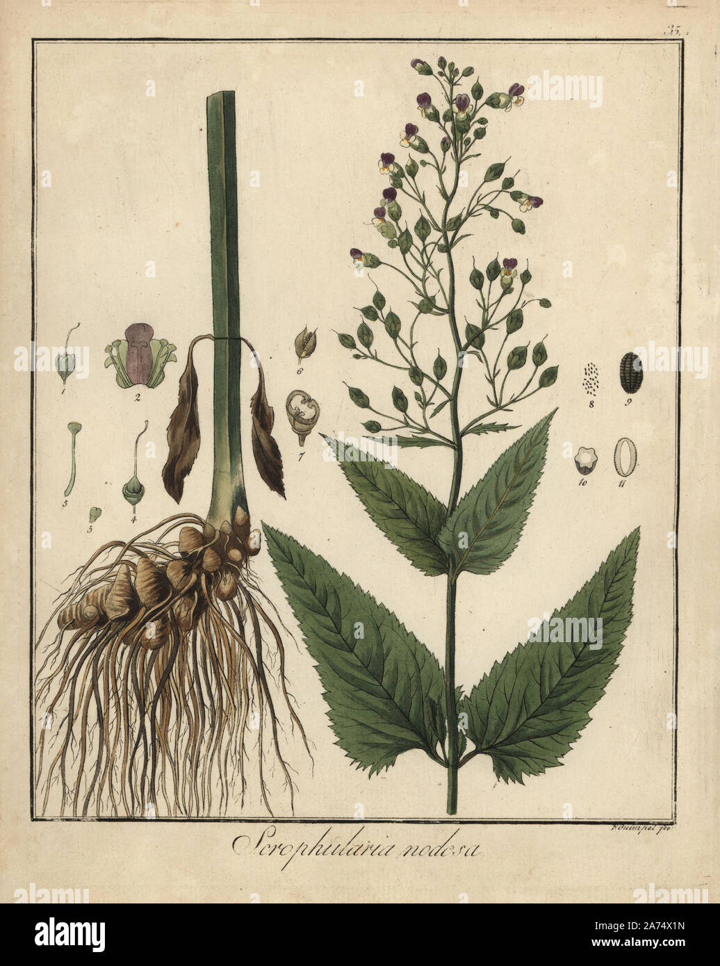La Scrofulaire noueuse Scrofulaire noueuse,. La gravure sur cuivre coloriée par F. Guimpel de Dr. Friedrich Gottlob Hayne's Botanique Médicale, Berlin, 1822. Hayne (1763-1832) était un botaniste allemand, apothicaire et professeur de botanique pharmaceutique à l'Université de Berlin. Banque D'Images