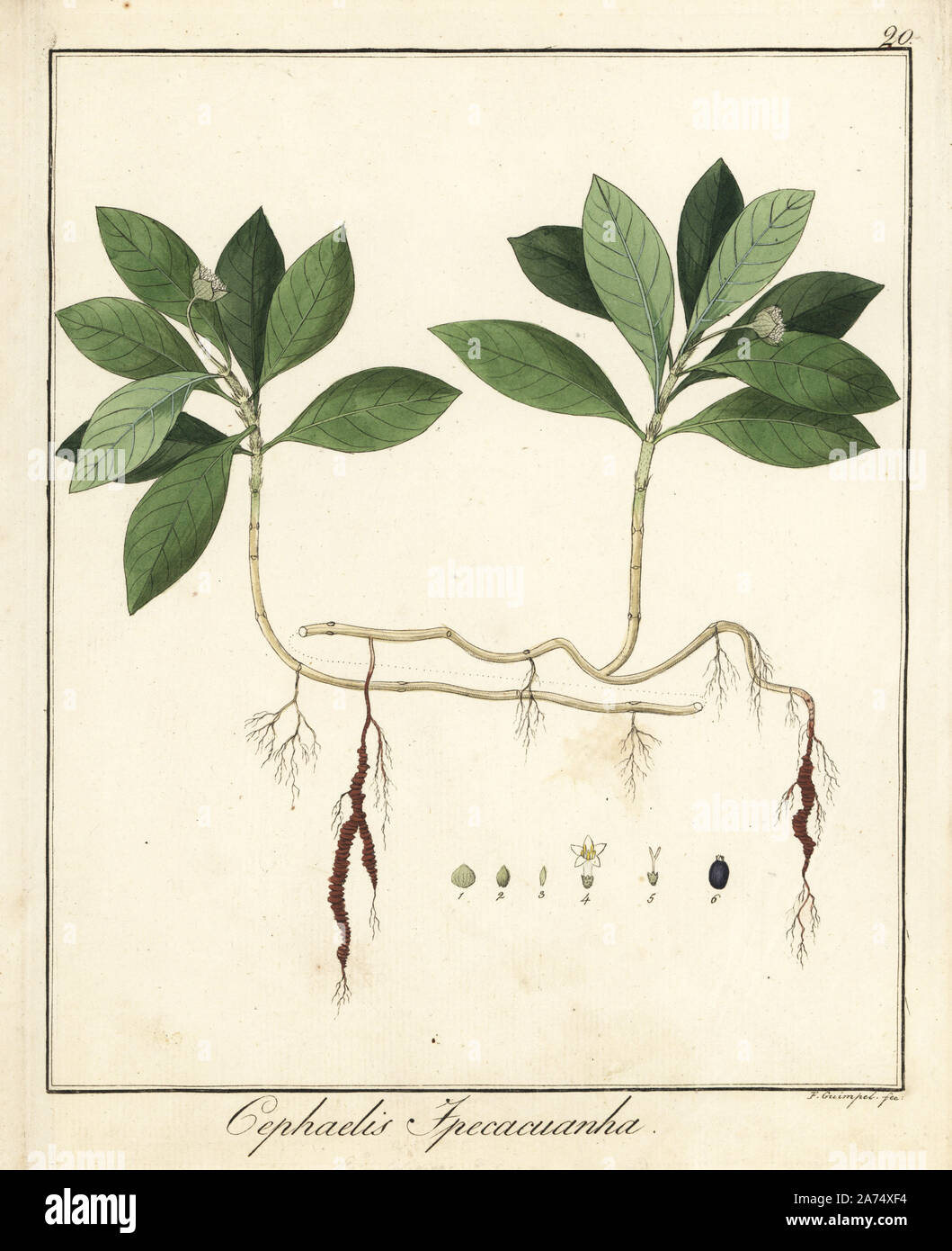 Ipecacuanha, Carapichea ipecacuanha. La gravure sur cuivre coloriée par F. Guimpel de Dr. Friedrich Gottlob Hayne's Botanique Médicale, Berlin, 1822. Hayne (1763-1832) était un botaniste allemand, apothicaire et professeur de botanique pharmaceutique à l'Université de Berlin. Banque D'Images