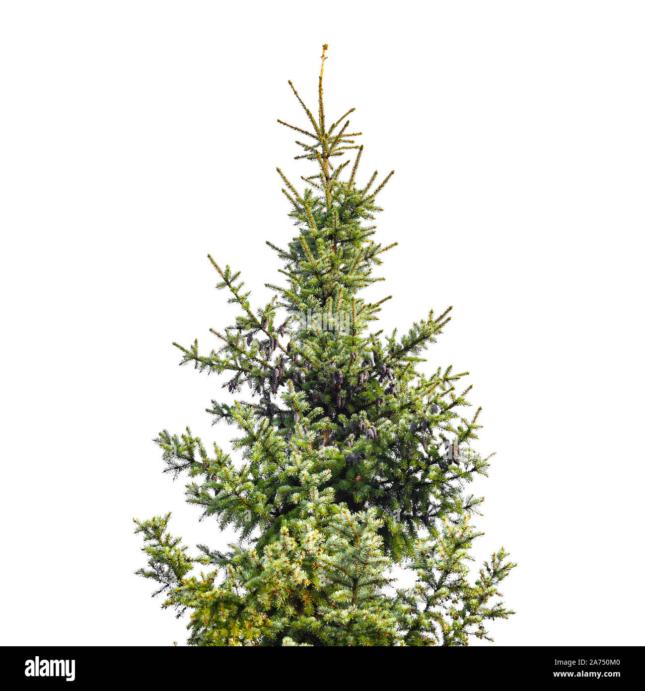 Sapin vert avec les cônes et la neige isolé sur fond blanc Banque D'Images