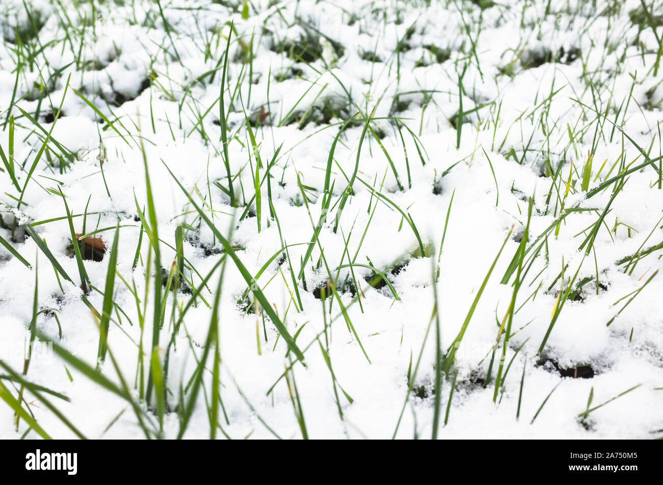 Des gelées précoces, l'herbe verte couverte de neige fraîche Banque D'Images