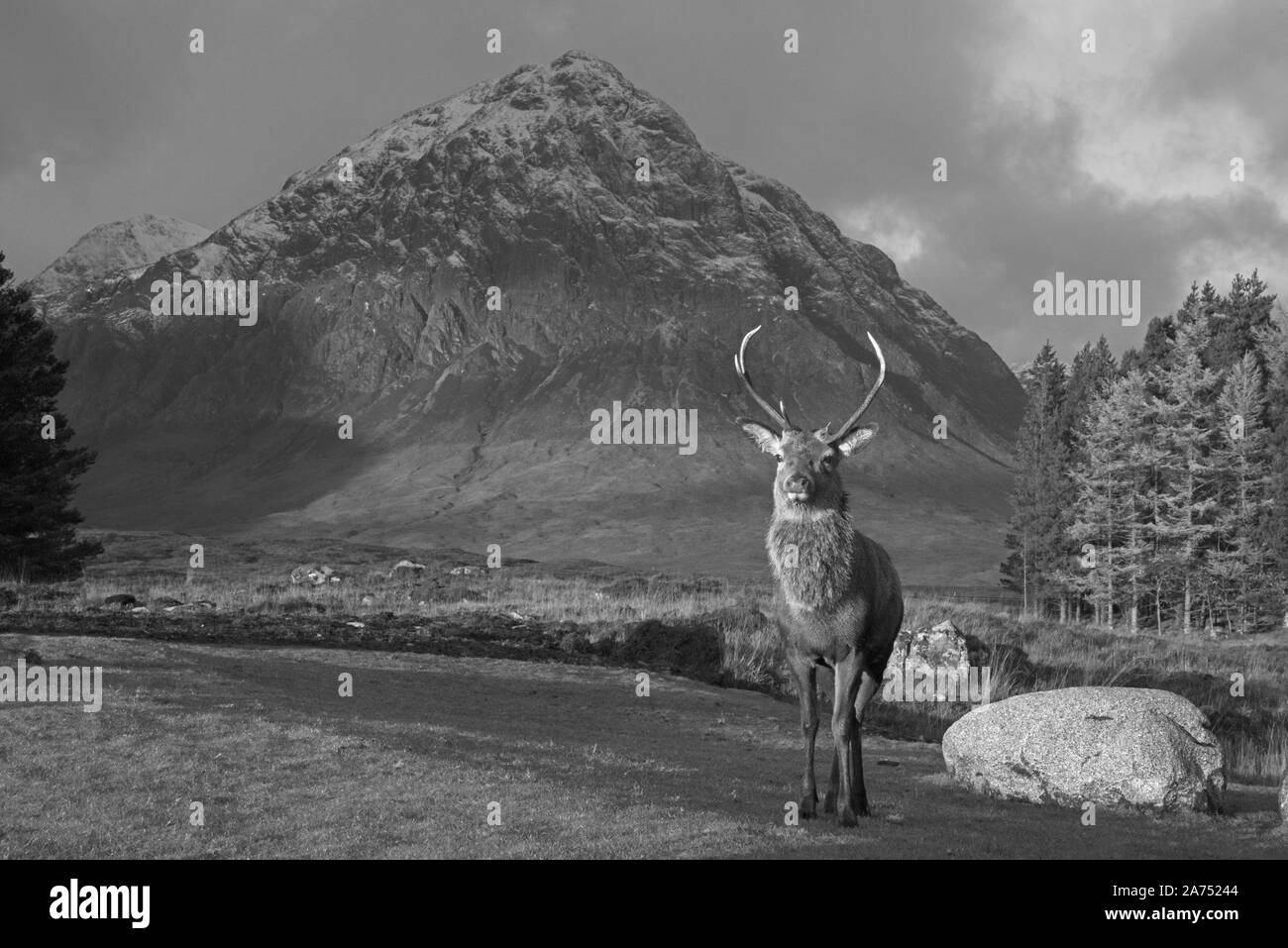 Deer stag à Glencoe, Highlands, en Écosse, le noir et blanc Banque D'Images