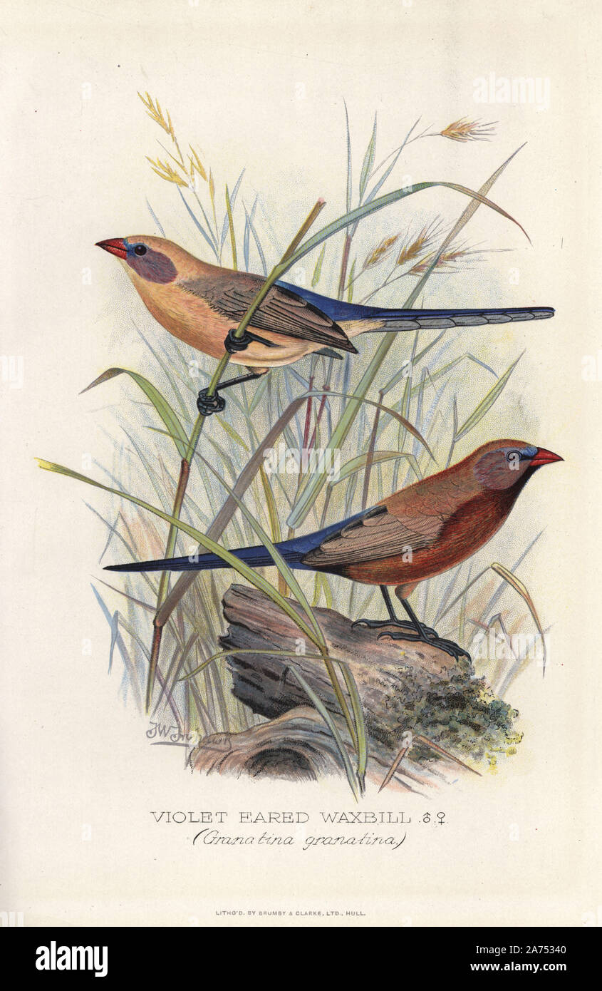 Violet-eared waxbill, Uraeginthus granatinus. Chromolithographie par Brumby et Clarke d'après une peinture de Frederick William Frohawk de Arthur Gardiner Butler's 'Les pinsons en captivité à l'étranger, Londres, 1899. Banque D'Images