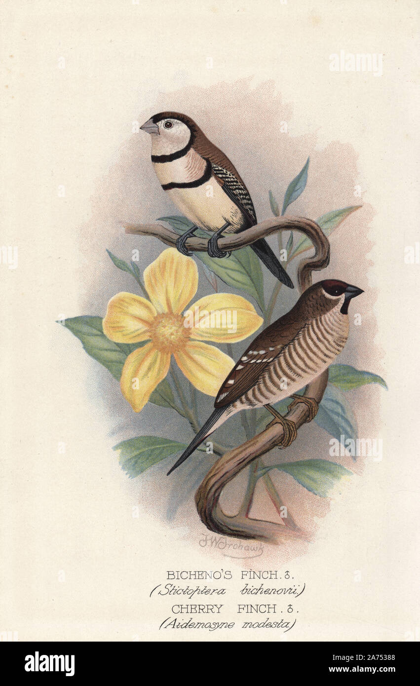 Double-prescription Finch, Taeniopygia bichenovii, et plum-chef Finch, Neochmia modesta. Chromolithographie par Brumby et Clarke d'après une peinture de Frederick William Frohawk de Arthur Gardiner Butler's 'Les pinsons en captivité à l'étranger, Londres, 1899. Banque D'Images