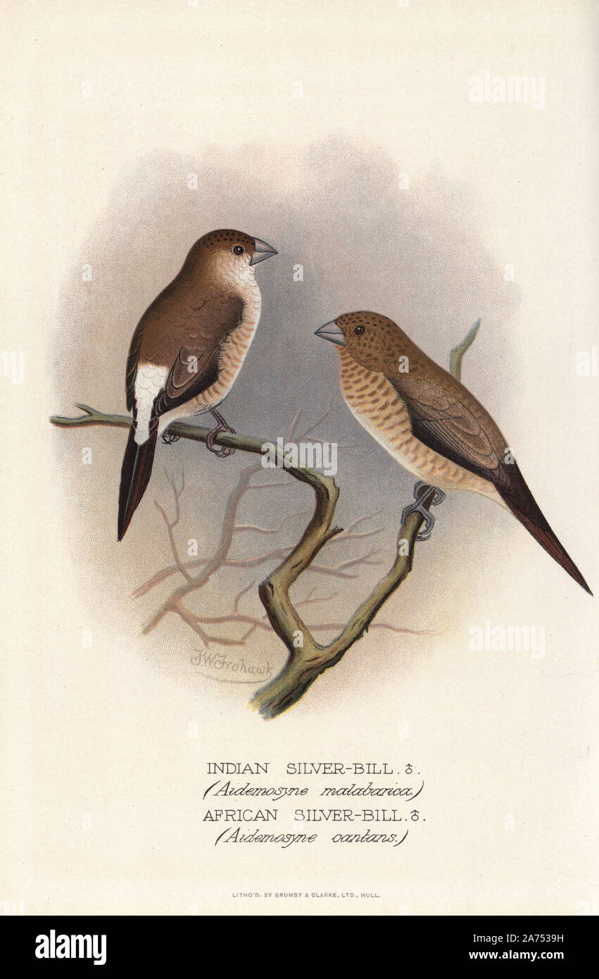 Lonchura malabarica Indian silverbill, et d'Afrique, silverbill Lonchura cantans. Chromolithographie par Brumby et Clarke d'après une peinture de Frederick William Frohawk de Arthur Gardiner Butler's 'Les pinsons en captivité à l'étranger, Londres, 1899. Banque D'Images