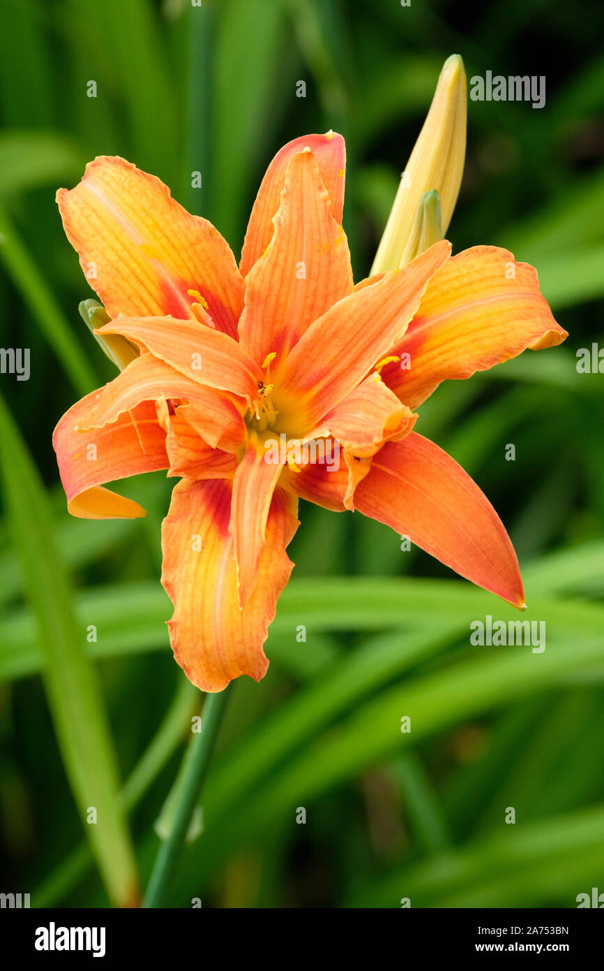 Orange fleurs d'hémérocalles fulva variété littorea, lis du jour côtières Banque D'Images
