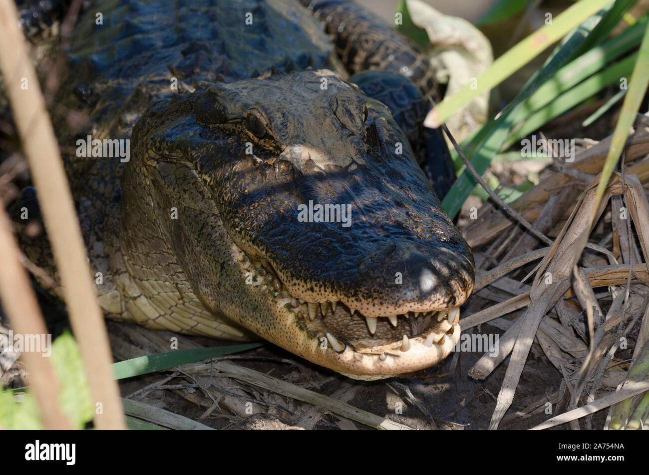 Alligator Alligator mississippiensis, femme, garde nest Banque D'Images