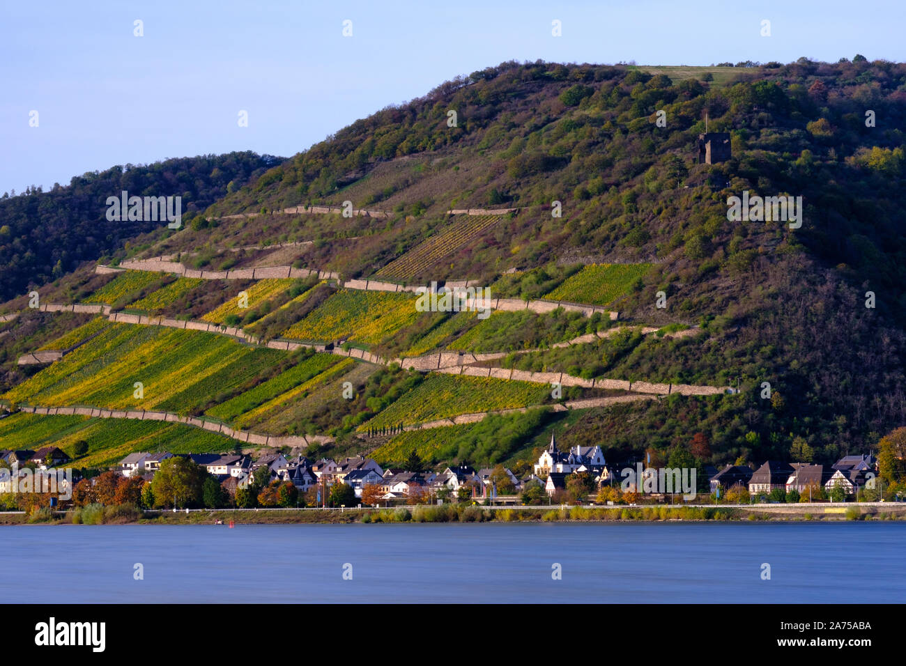 Vignobles en terrasses à Lorch, Rhineland Banque D'Images