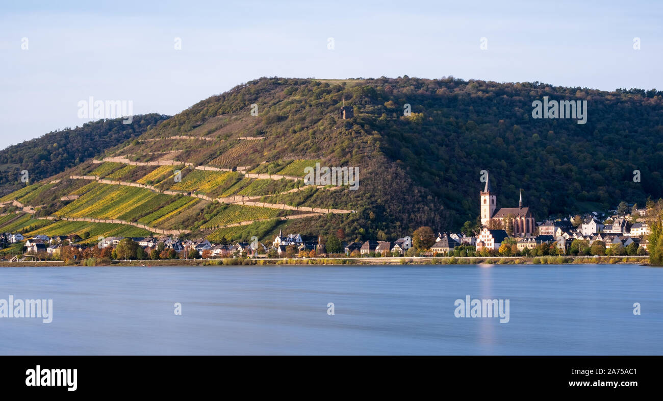 Vignobles en terrasses le long de Rhin à Lorch, Allemagne Banque D'Images