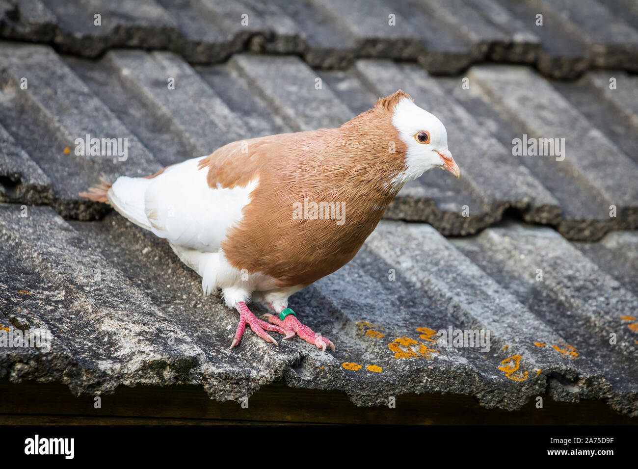 Österreichischer Ganselkröpfer assis sur un toit de pigeon, une race d'Autriche pidgeon Banque D'Images Österreichischer Ganselkröpfer assis sur un toit de pigeon, une race d'Autriche pidgeon Banque D'Images
