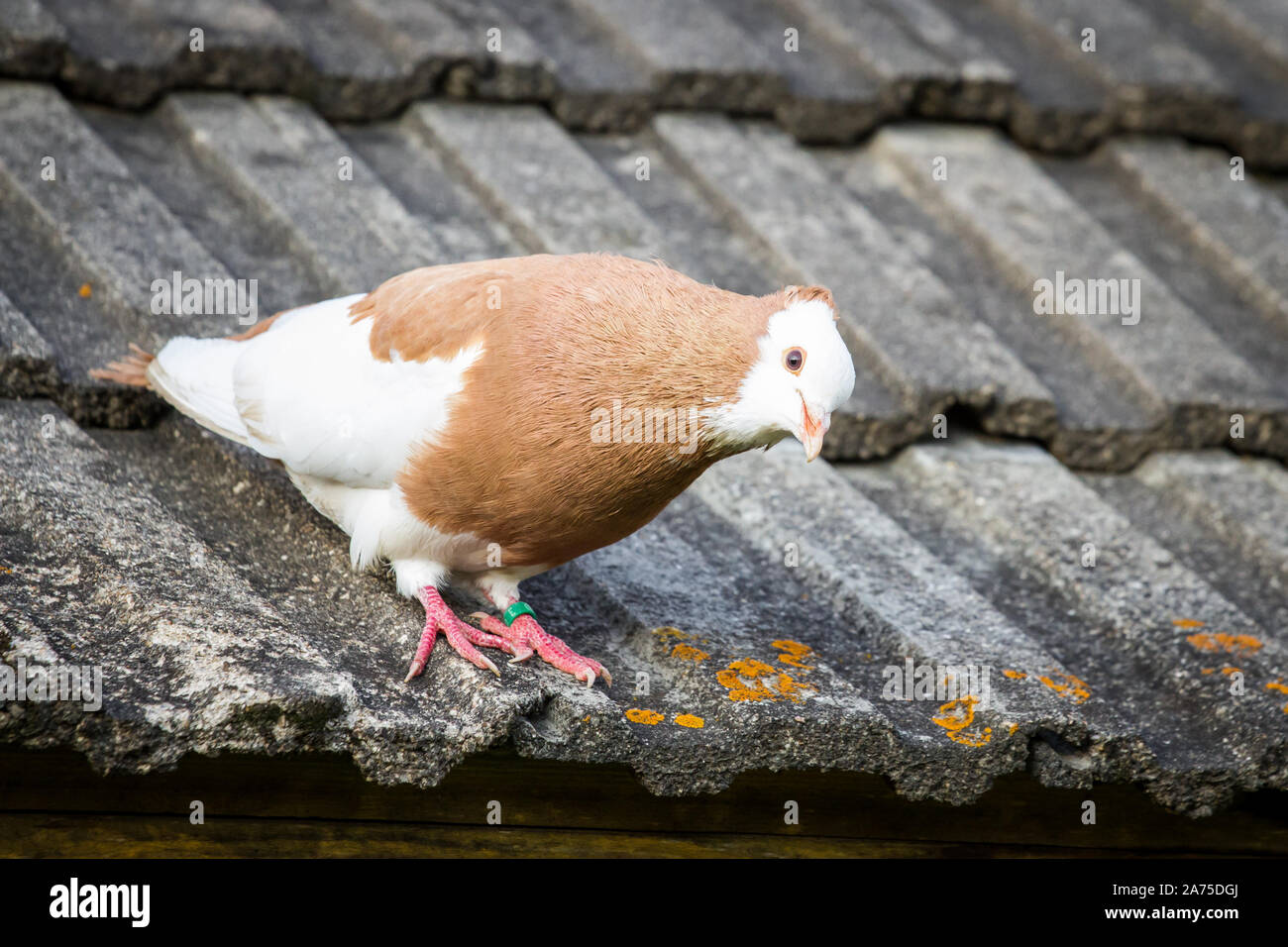 Österreichischer Ganselkröpfer assis sur un toit de pigeon, une race d'Autriche pidgeon Banque D'Images Österreichischer Ganselkröpfer assis sur un toit de pigeon, une race d'Autriche pidgeon Banque D'Images
