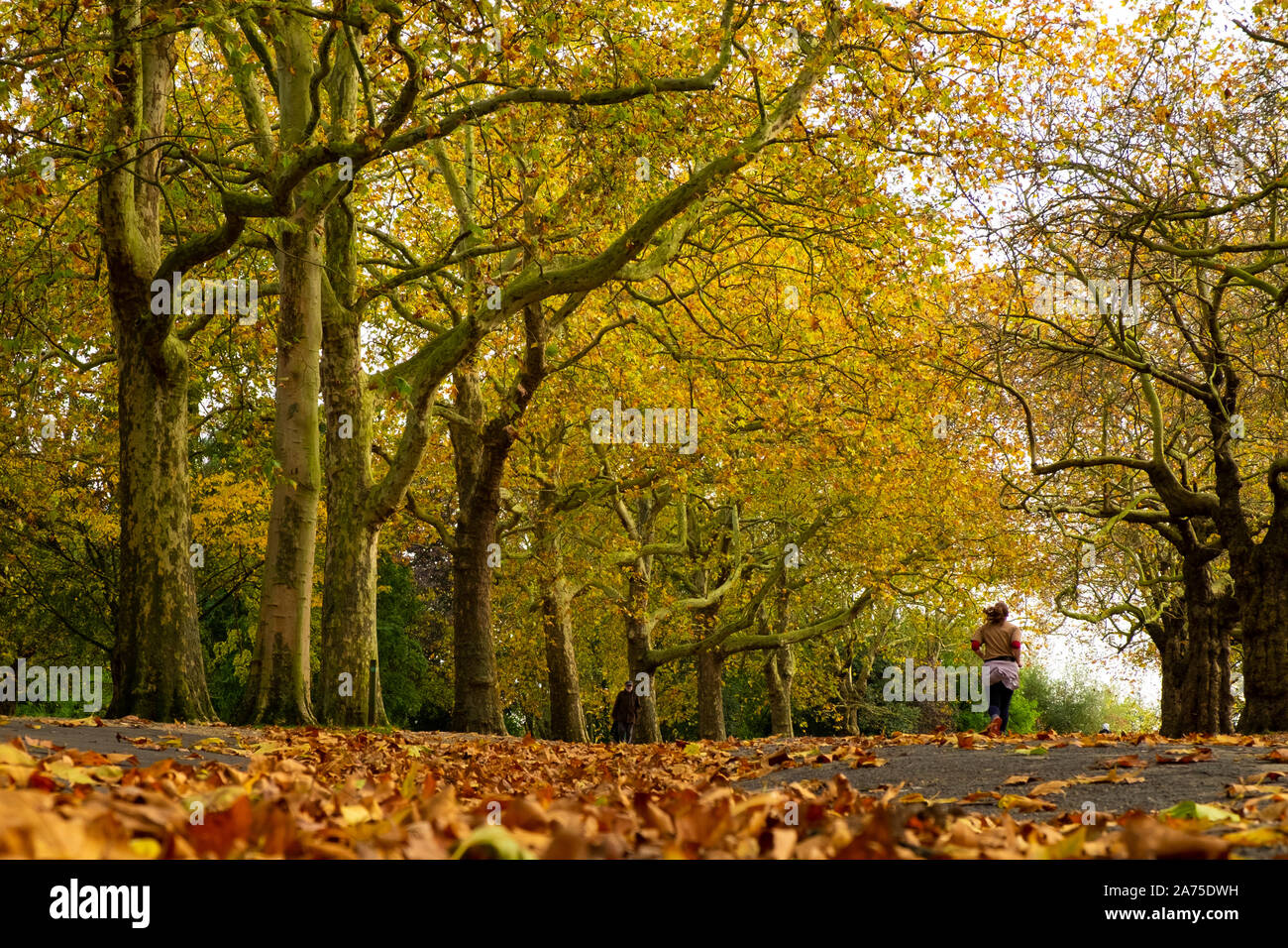 Finsbury Park, London, UK, 30 octobre 2019.C'était un jour d'automne lumineux dans Finsbury Park avec toutes les couleurs de la saison sur l'exposition. (C) Paul Swinney/Alamy Live News Banque D'Images