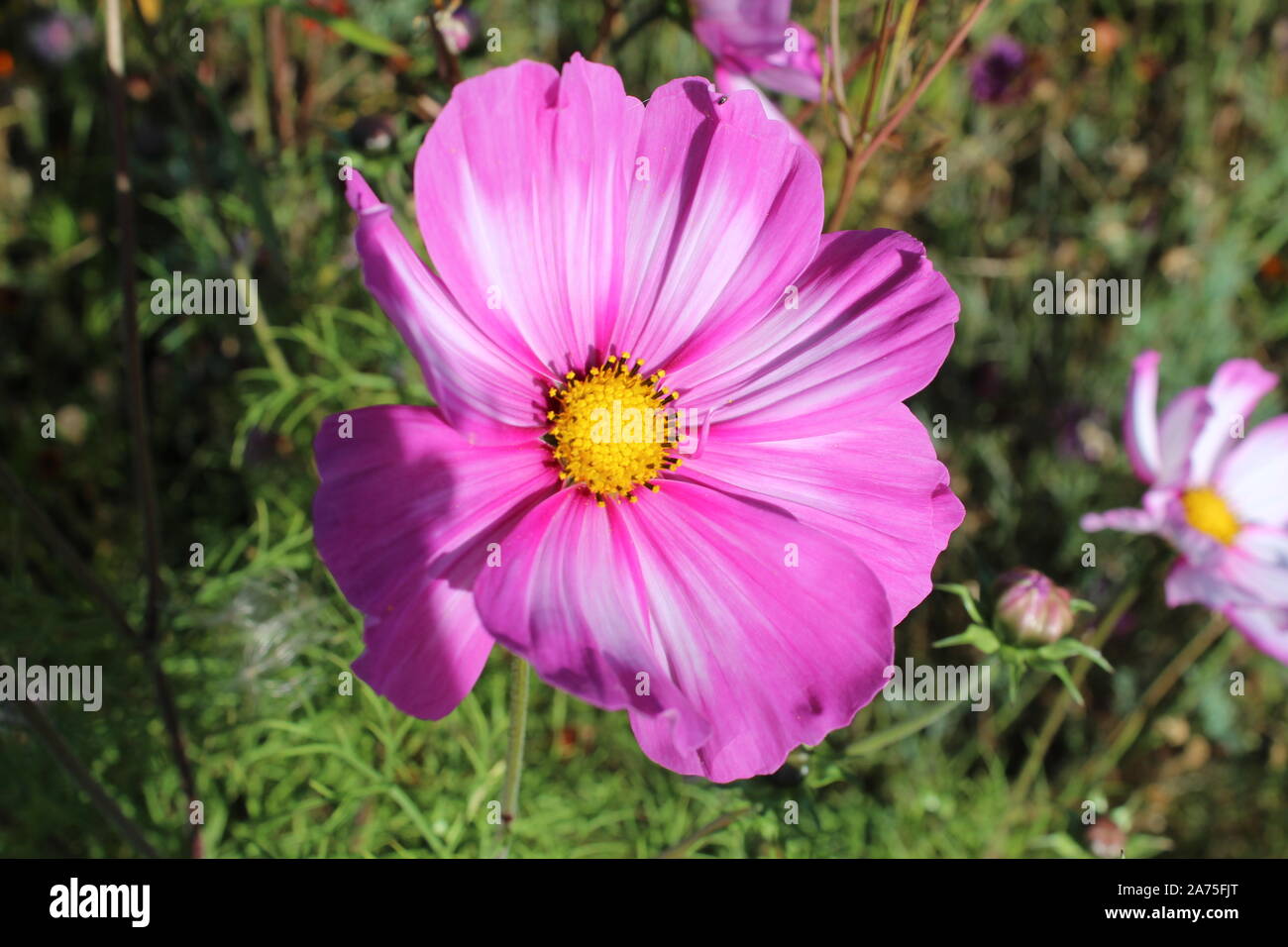 Photo Gros plan d'un cosmos fleur à Hever Castle and Gardens Banque D'Images