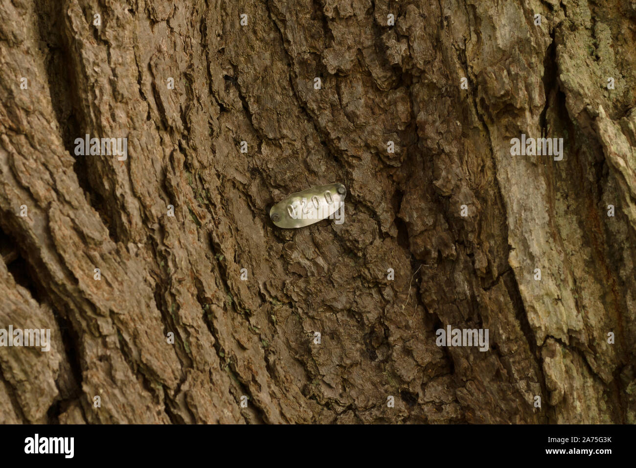 L'étiquette d'identification de l'arbre en aluminium avec un numéro séquentiel pour marquer les arbres indiqués pour la préservation ou la conservation ou d'actions de plantation catalogue Banque D'Images