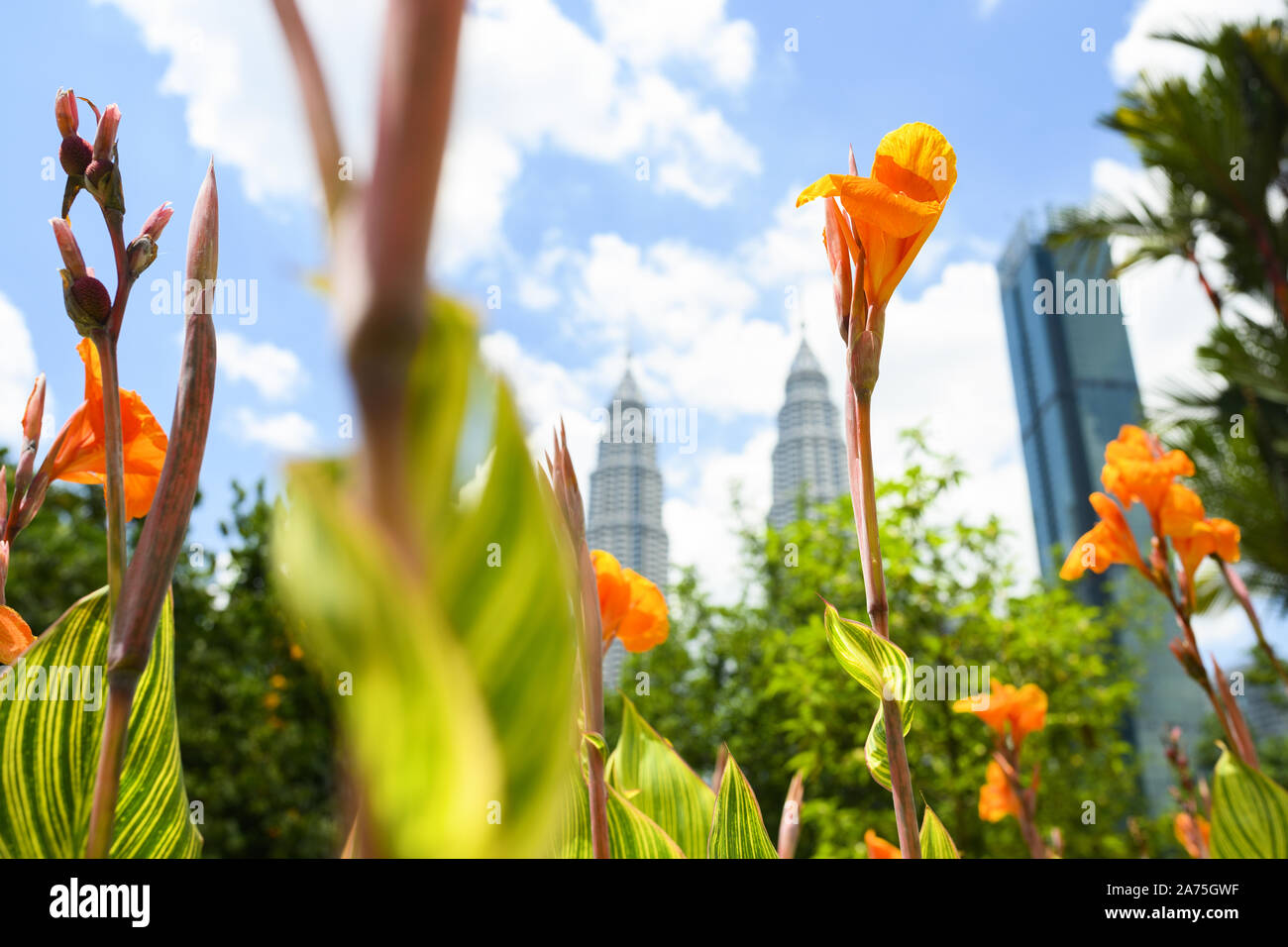 (Selective focus) avec une vue magnifique sur quelques belles Heliconia psittacorum (une herbe vivace originaire des Caraïbes et d'Amérique du Sud) Banque D'Images