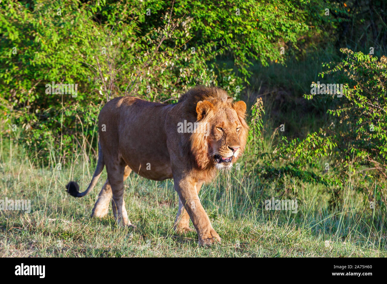 Homme Lion qui marche dans l'herbe dans la savane Banque D'Images