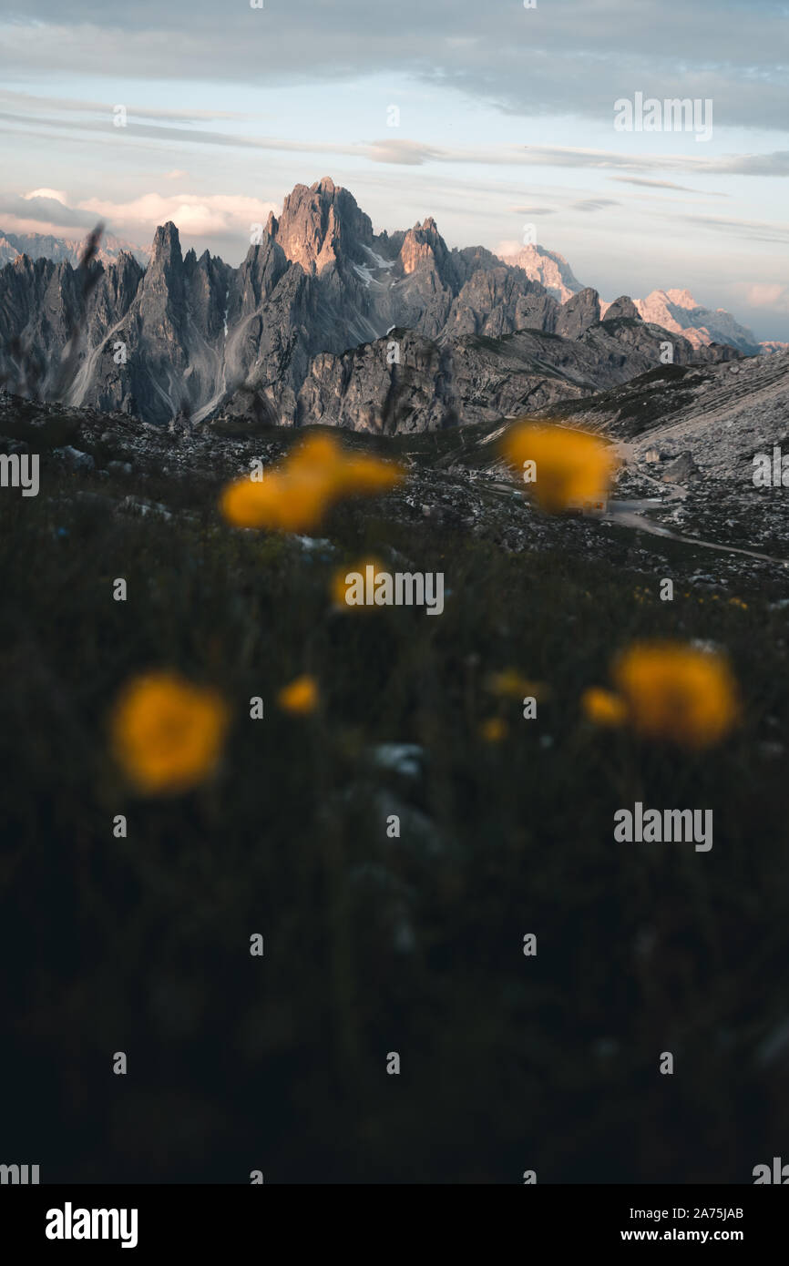 Fleurs jaune flou au premier plan et les Dolomites au lever du soleil, dans l'arrière-plan, Italie Banque D'Images