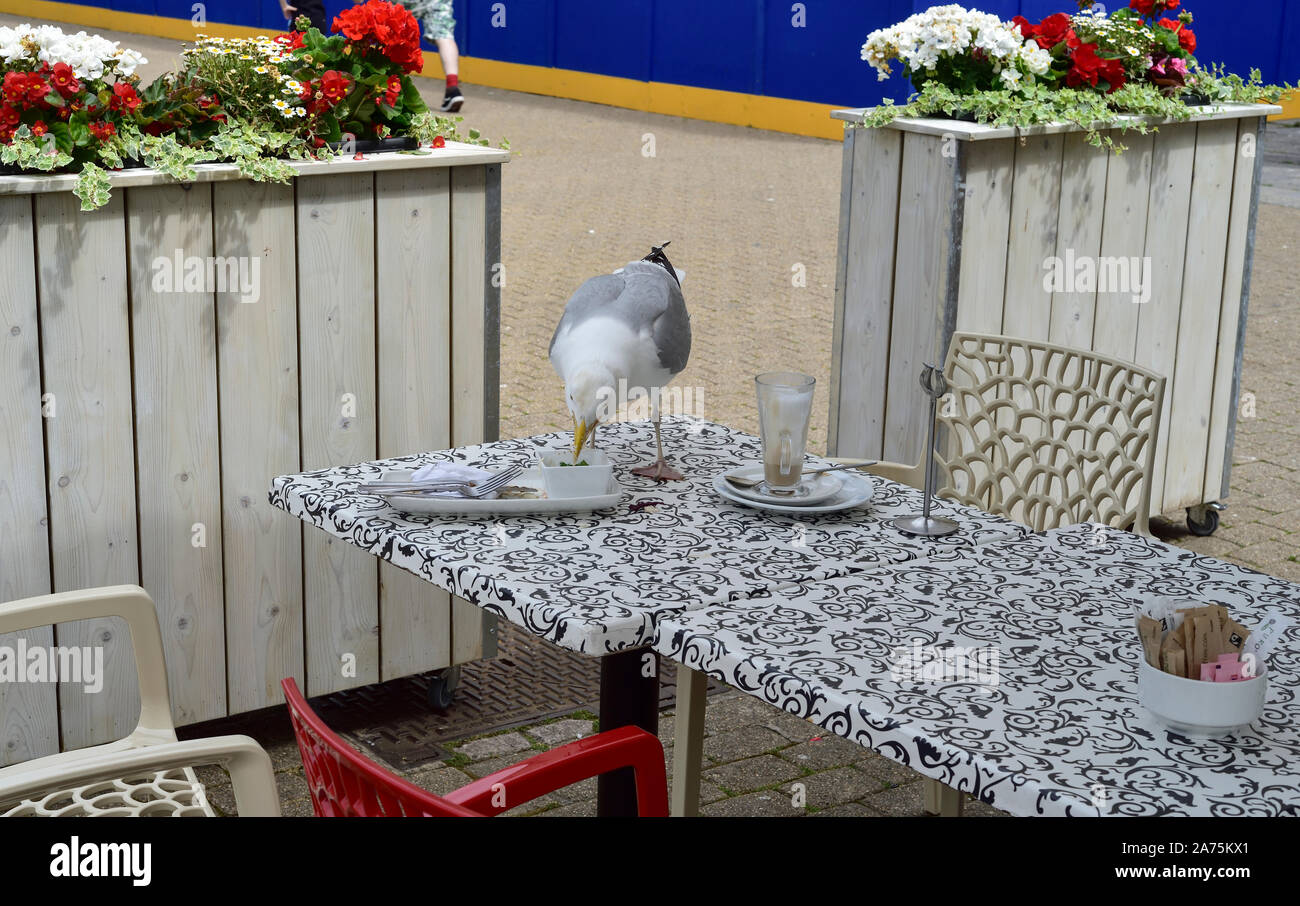 Tables à l'extérieur d'une cafétéria sur Armada Way, Plymouth, Devon, montrant une mouette de récupération des restes. Banque D'Images