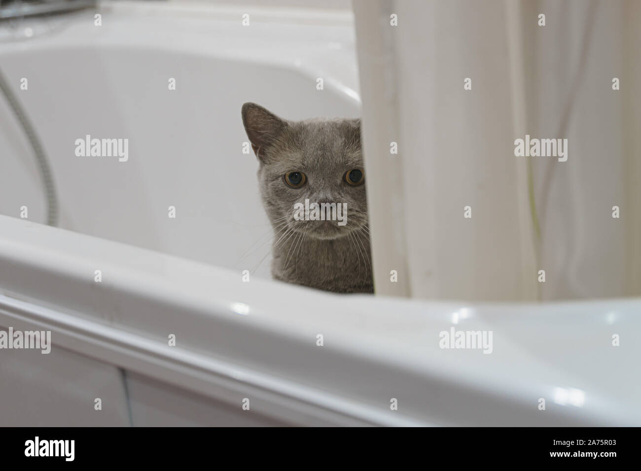 Chat British shorthair piaulements de derrière le bord de la salle de bains Banque D'Images