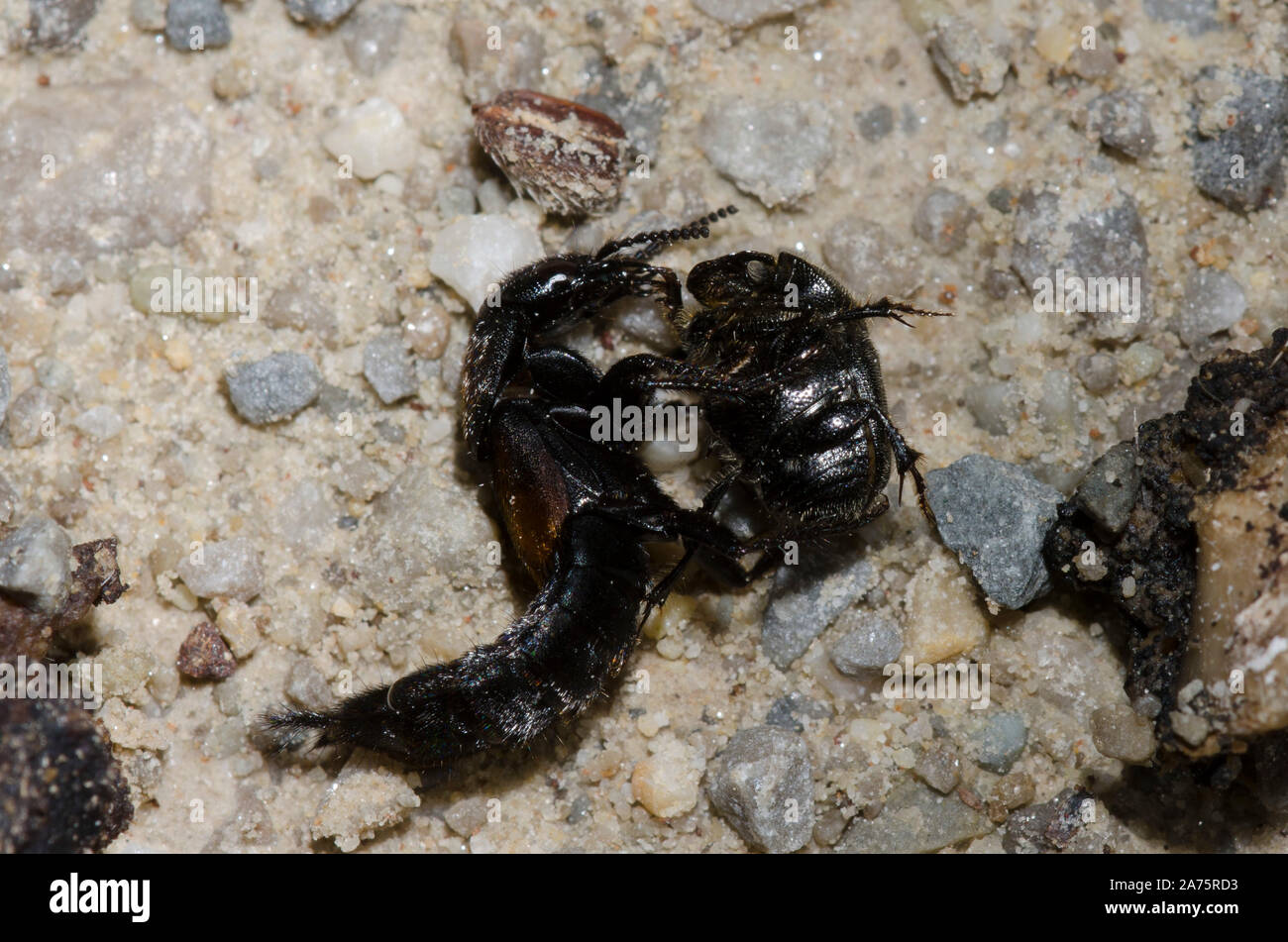 Red-spotted Staphylin, Platydracus fossator, attaquant bousier, Canthon sp. Banque D'Images