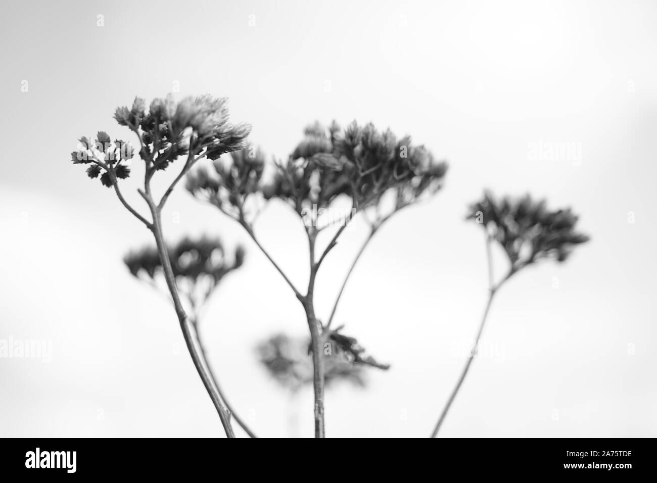 Fleurs sauvages de l'automne à sec dans le fond de ciel. Banque D'Images