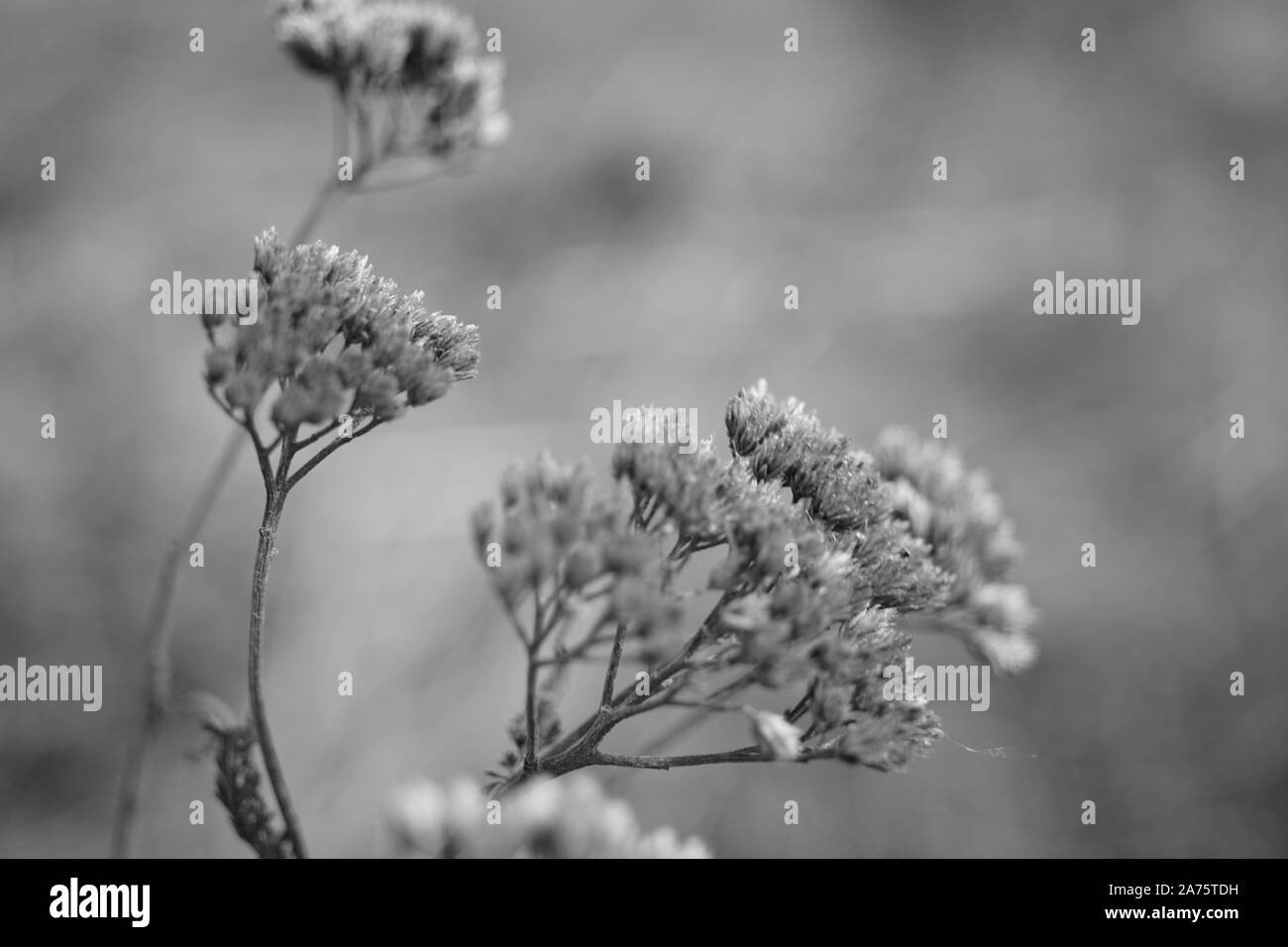 Fleurs sauvages sèches à l'automne en arrière-plan sur le terrain. Banque D'Images