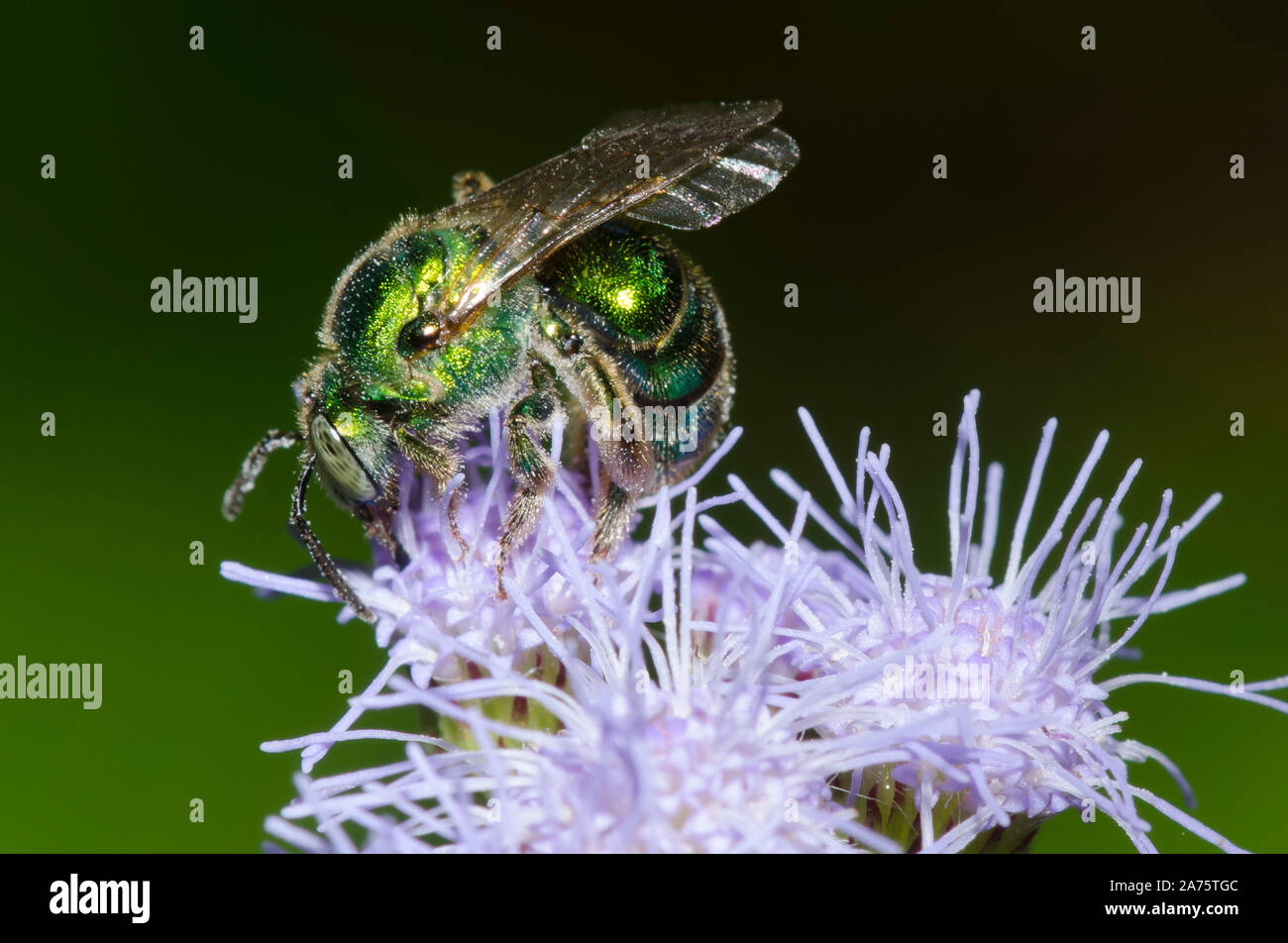 Sweat Bee, Augochloropsis metallica, qui se nourrissent de brume fleur, Conoclinium coelestinum Banque D'Images