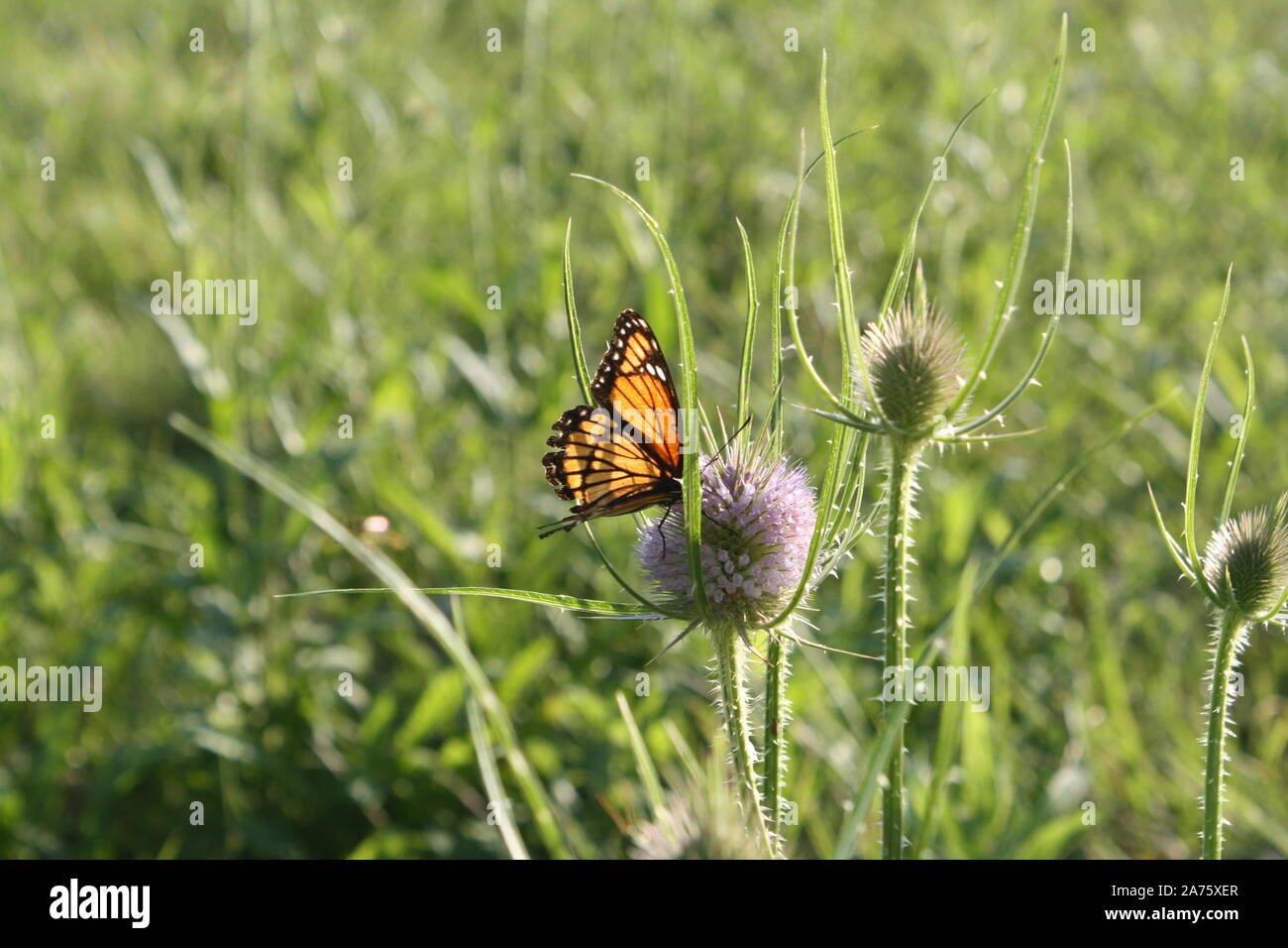 Papillon monarque gorgées de nectar de un chardon Banque D'Images