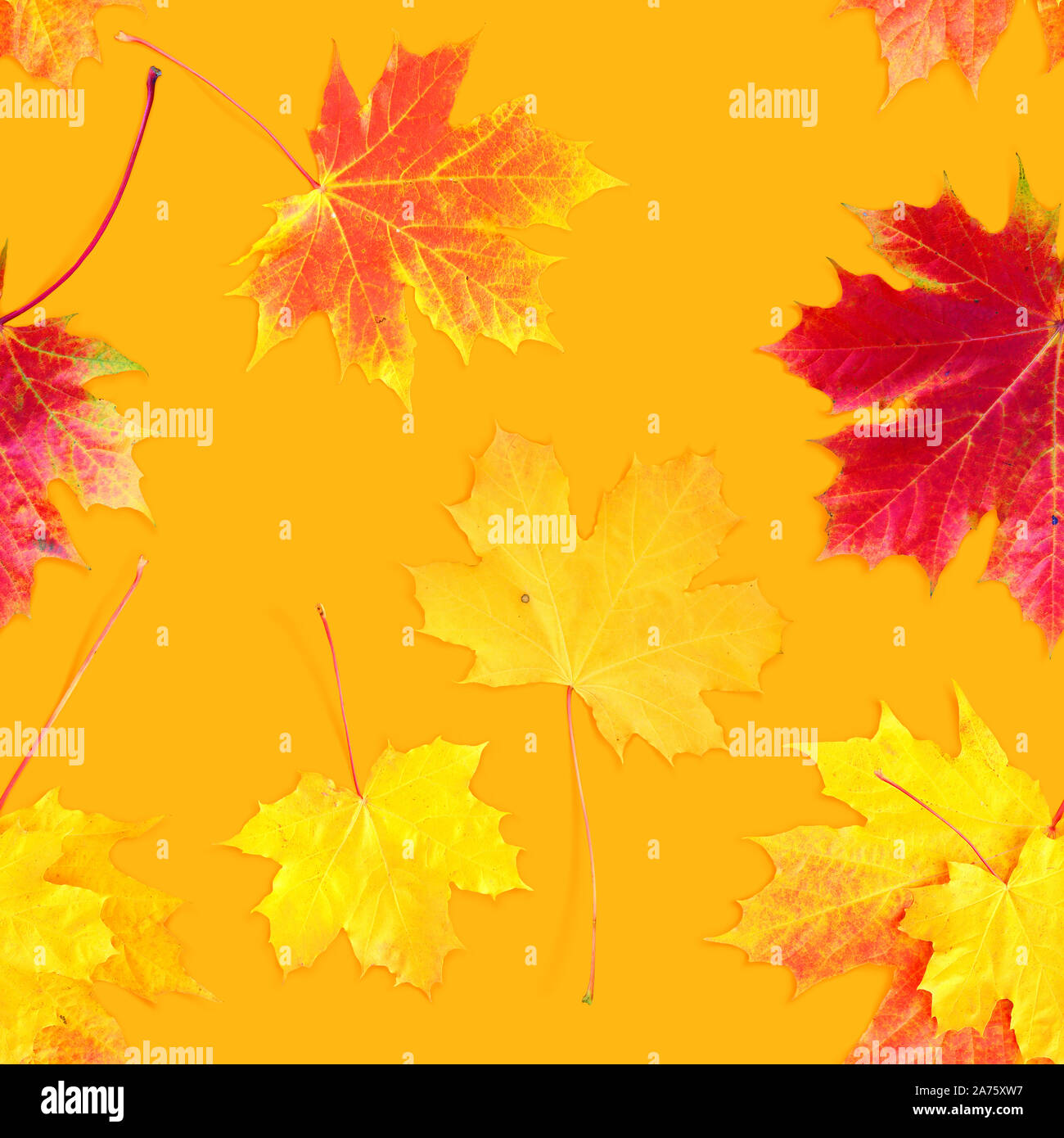 Seamless texture jaune et rouge de l'automne les feuilles tombées sur fond jaune. Banque D'Images