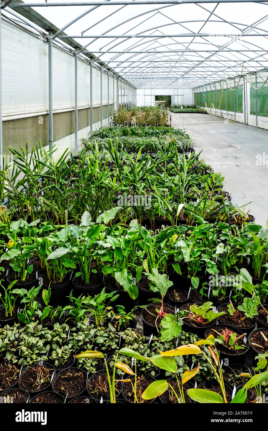 Plantes pour la vente dans un tunnel en polyéthylène dans un jardin pépinière. Banque D'Images