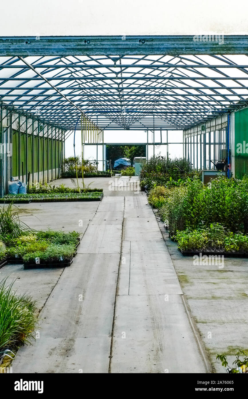 Les bacs de plantes sur le plancher d'une serre dans un jardin pépinière. Banque D'Images