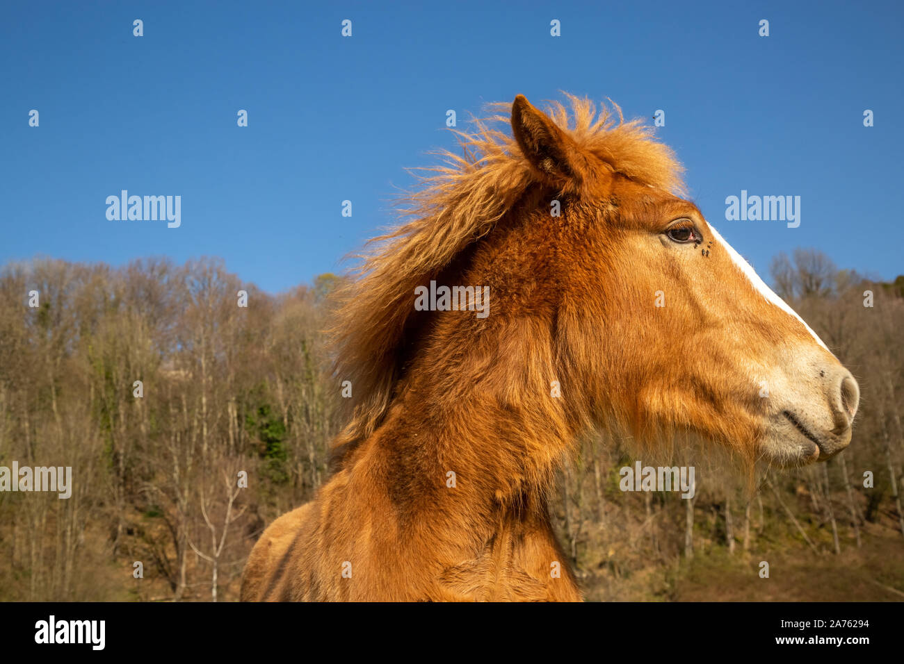 Poulain alezan de chevaux de trait des mouches sur le visage contre les arbres et ciel bleu sur journée ensoleillée dans la nature Banque D'Images