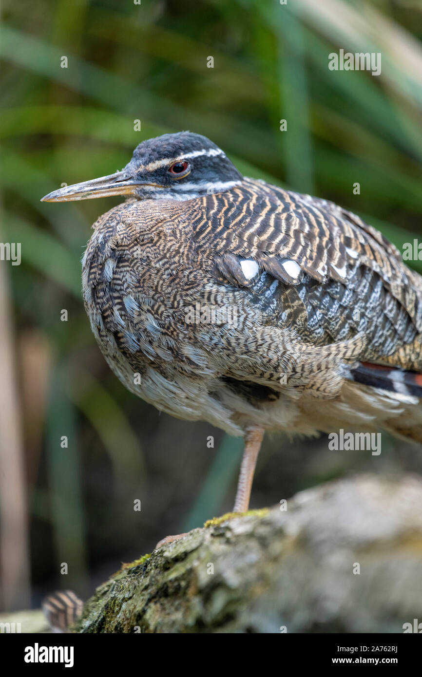 Eurypyga helias, Sonnenralle Sun-Bittern, Banque D'Images