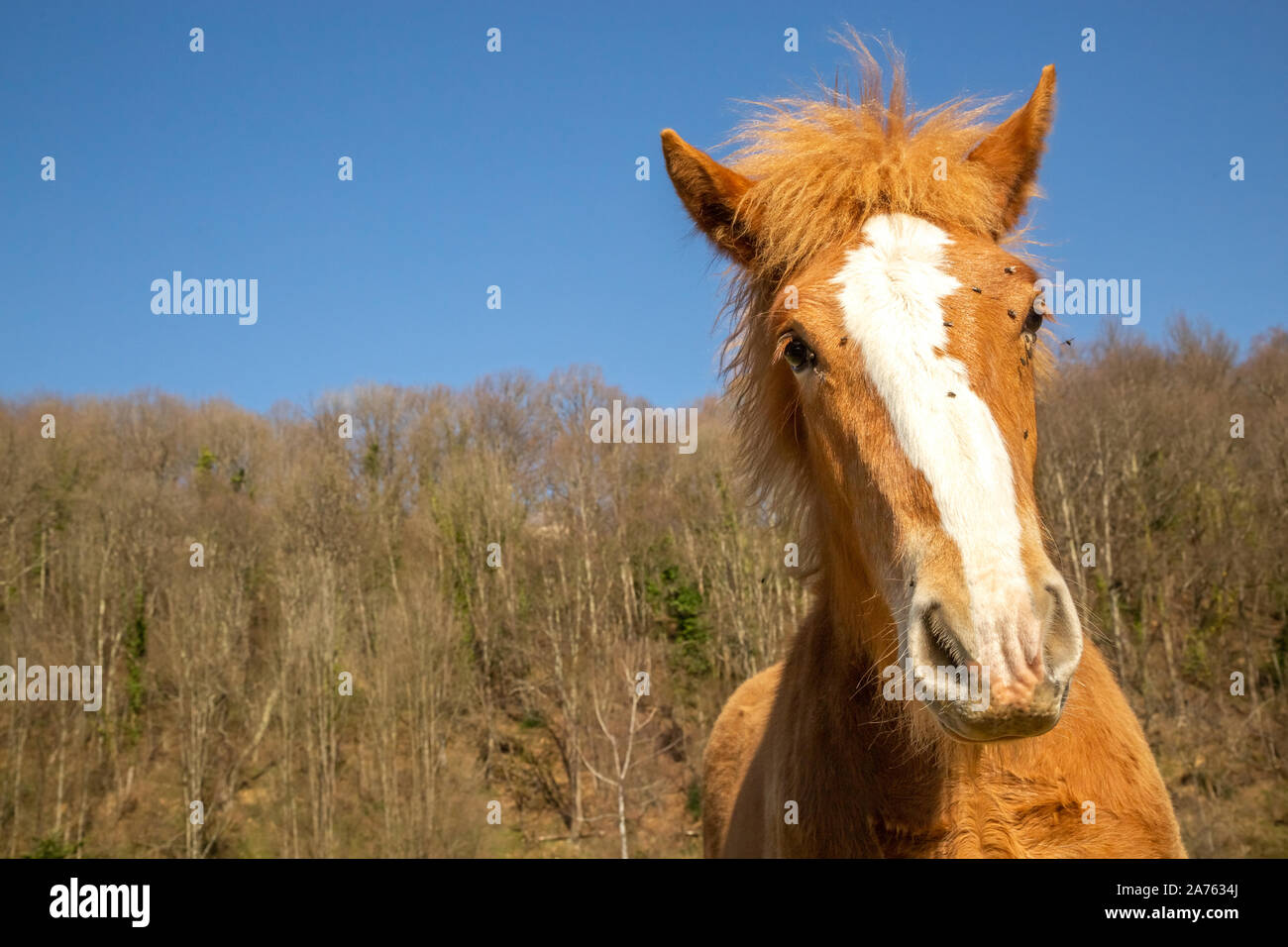 Poulain alezan de chevaux de trait des mouches sur le visage contre les arbres et ciel bleu sur journée ensoleillée dans la nature Banque D'Images
