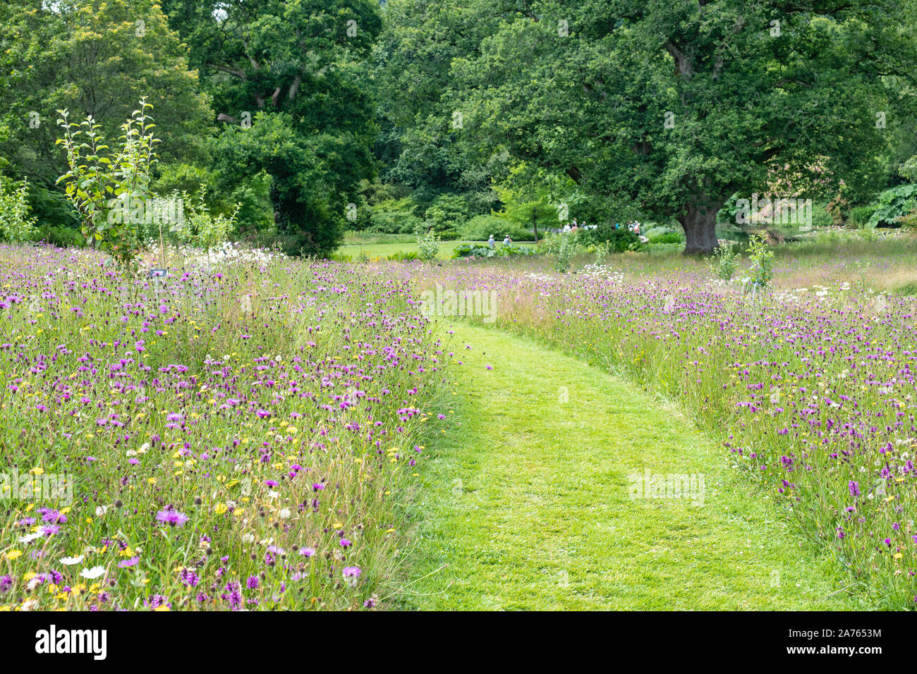 Centaurea nigra. Chemin de l'herbe tondue par dans une prairie avec des fleurs sauvages à la centaurée RHS Rosemoor, Great Torrington, Devon, Angleterre Banque D'Images