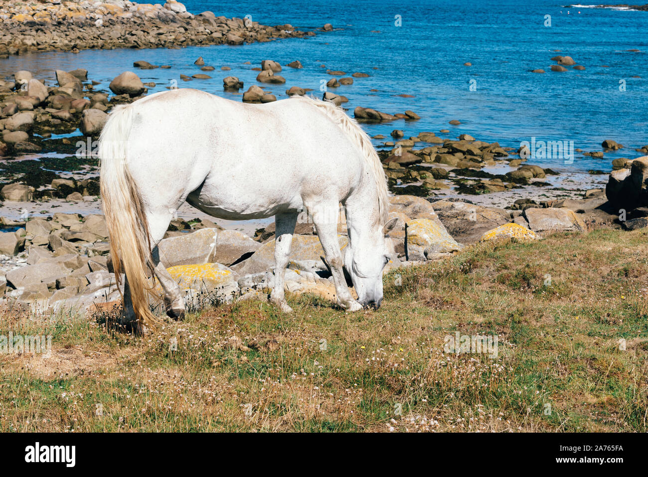 Cheval Blanc broute des pré vert près de la côte, dans l'île de Batz. Banque D'Images