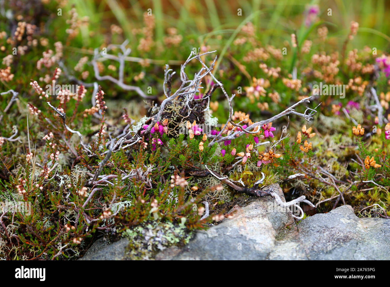 La rose pourpre fleurs de bruyère cendrée Erica cinerea- Banque D'Images